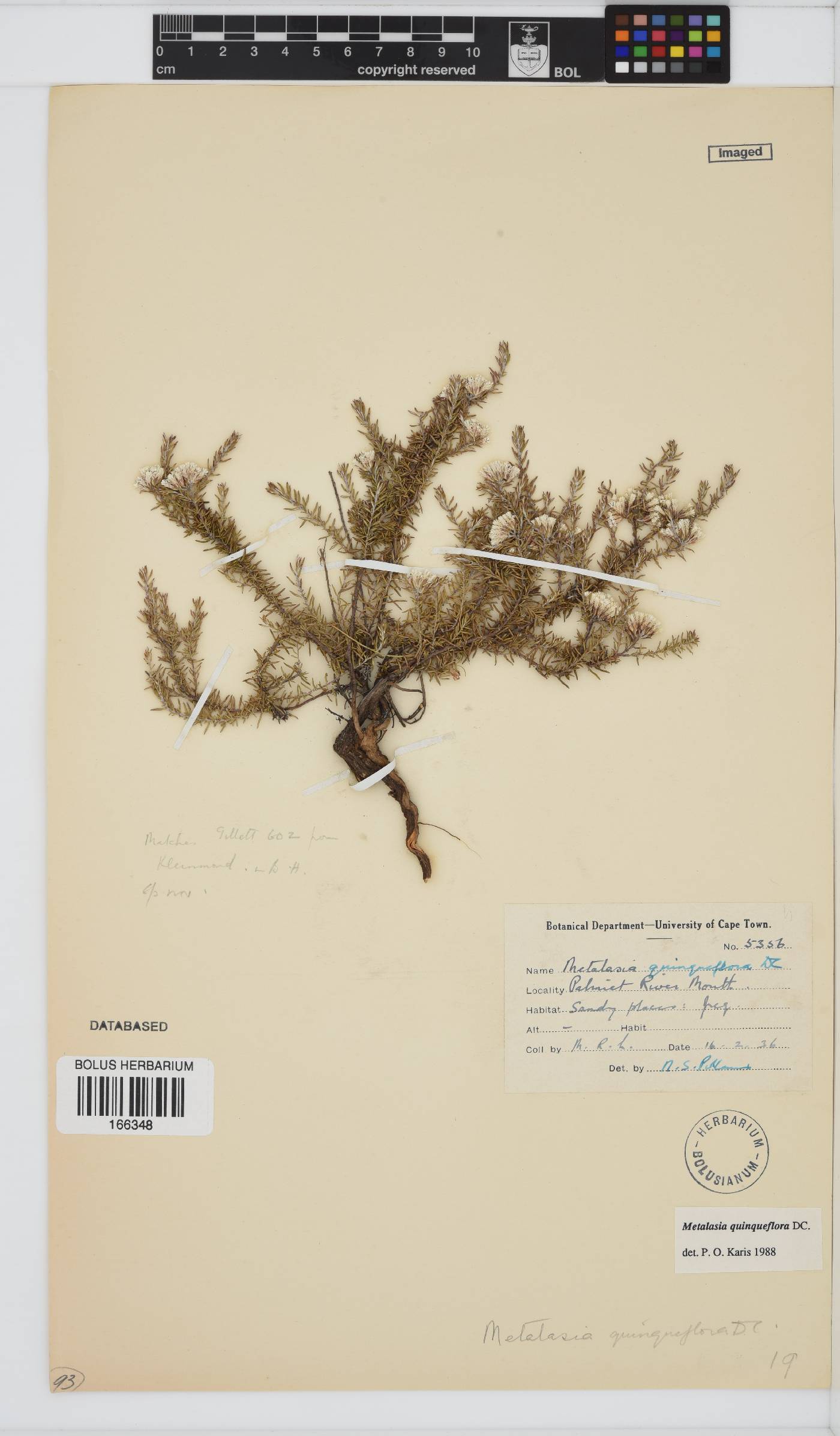 Metalasia quinqueflora image