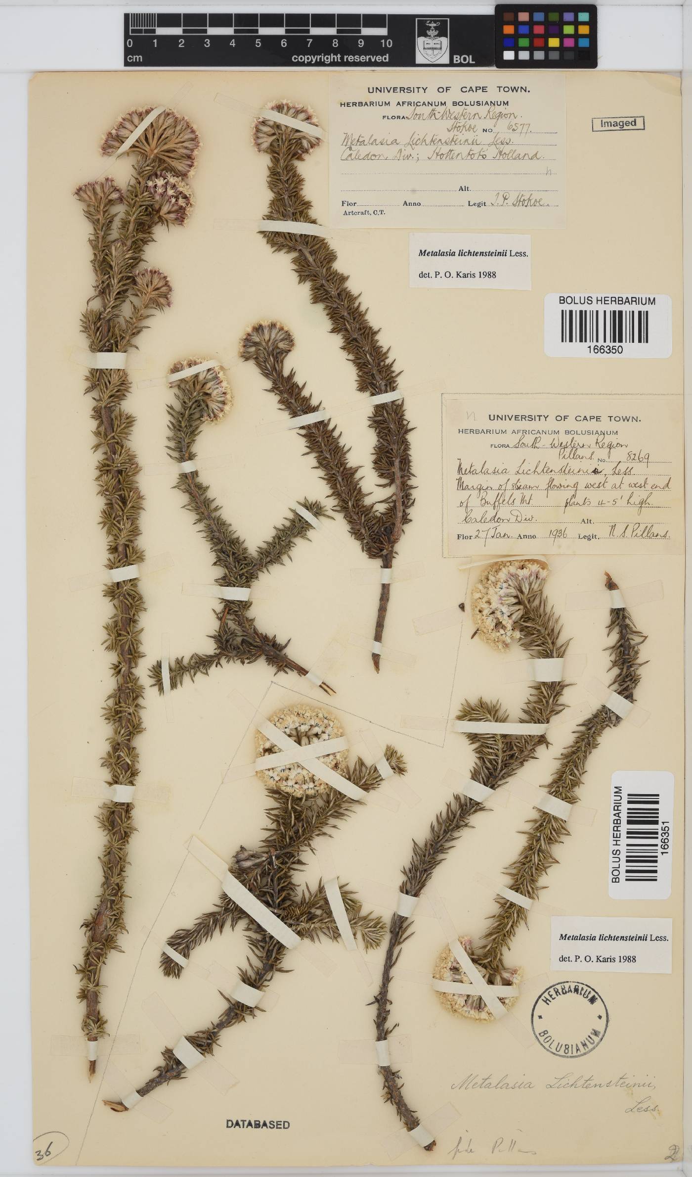 Metalasia lichtensteinii image