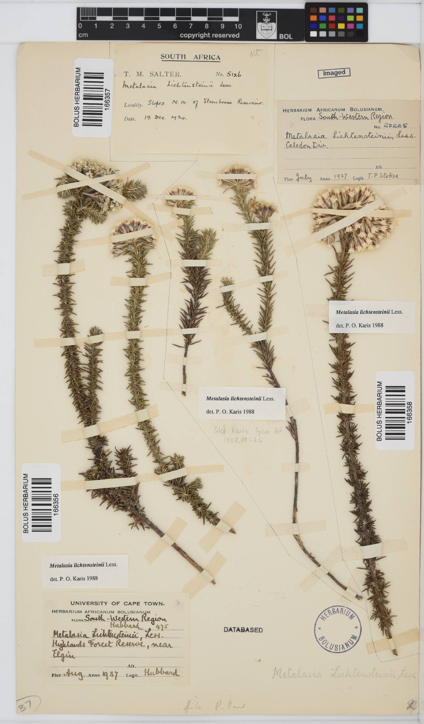 Metalasia lichtensteinii image