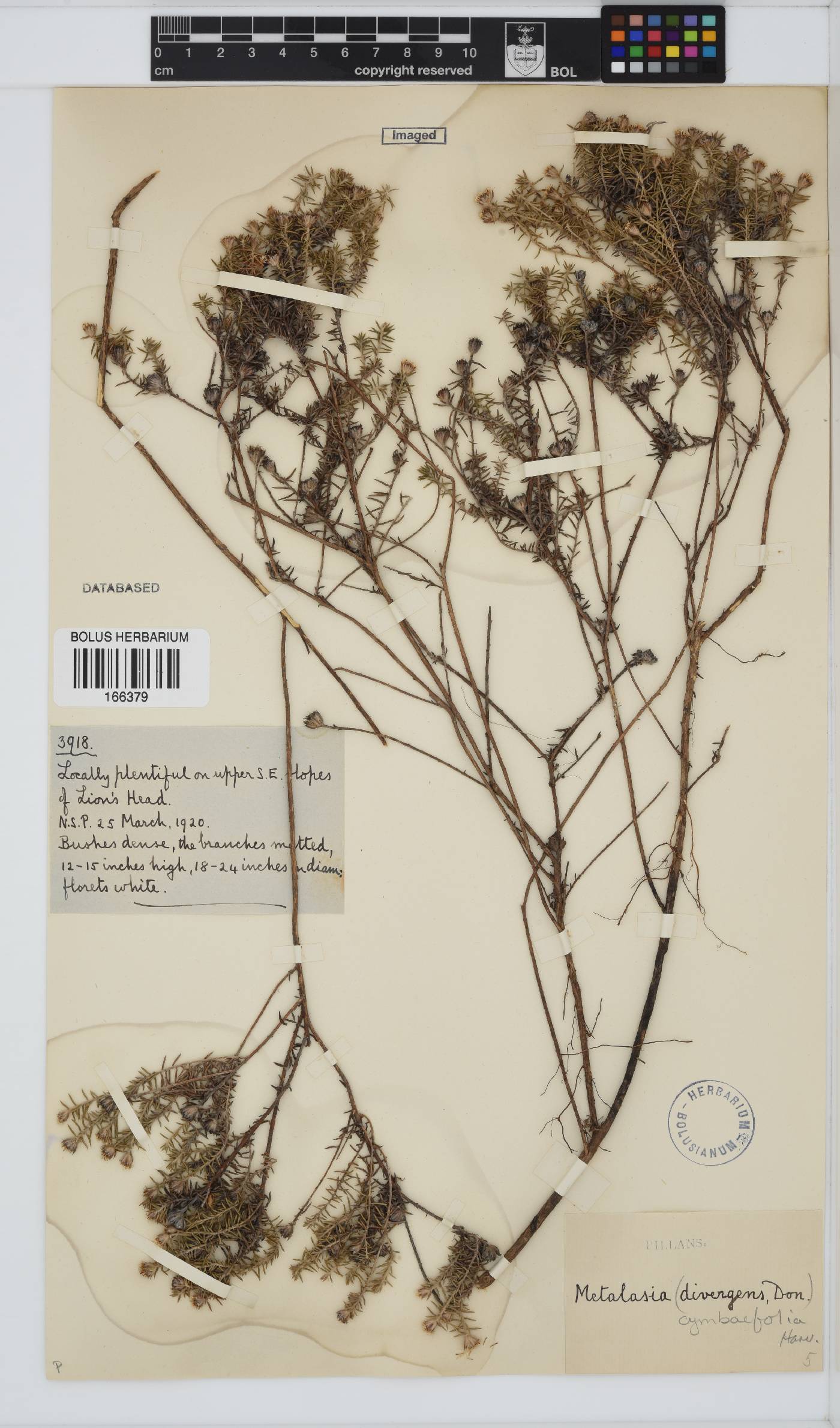 Metalasia cymbifolia image