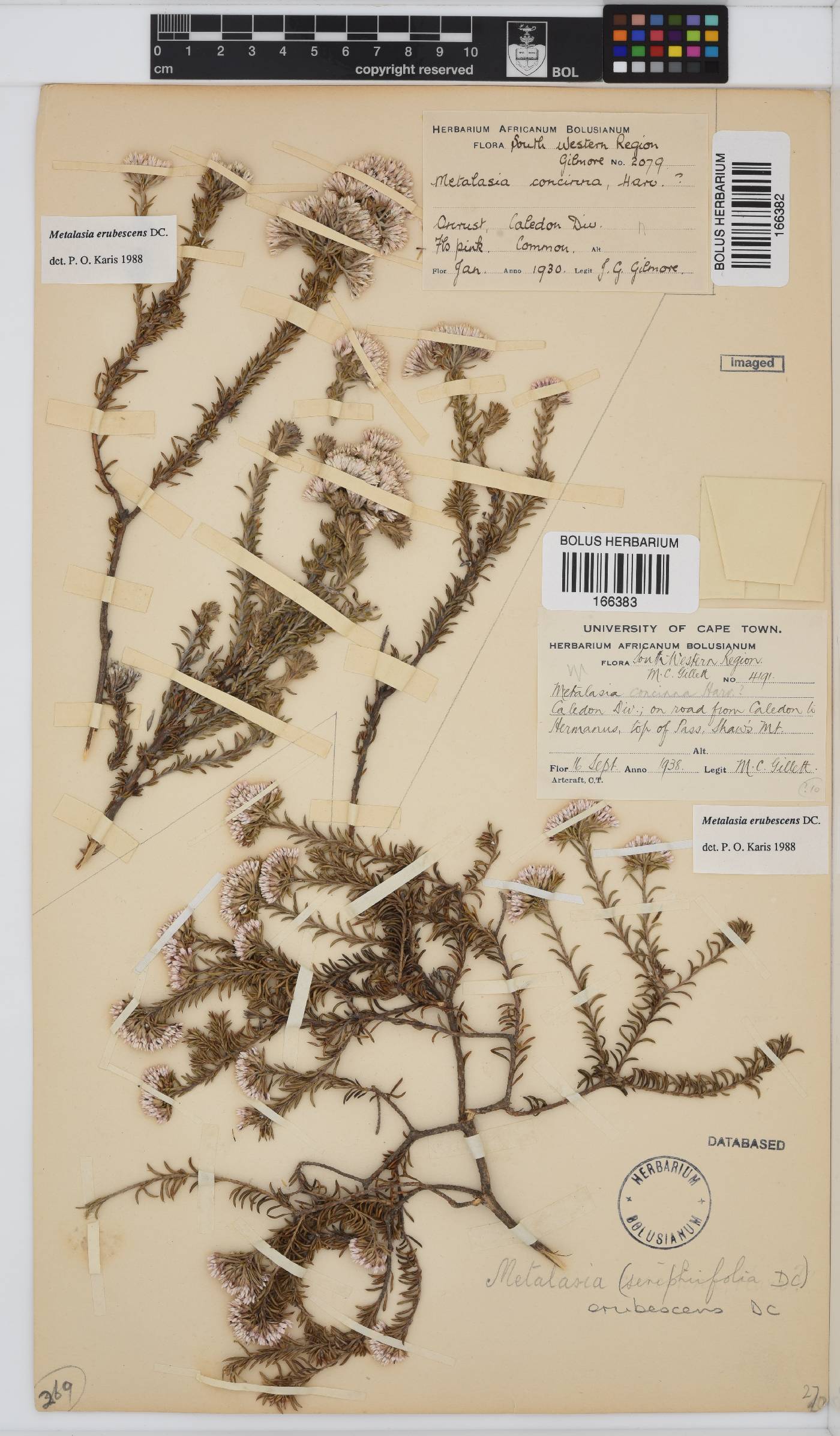 Metalasia erubescens image