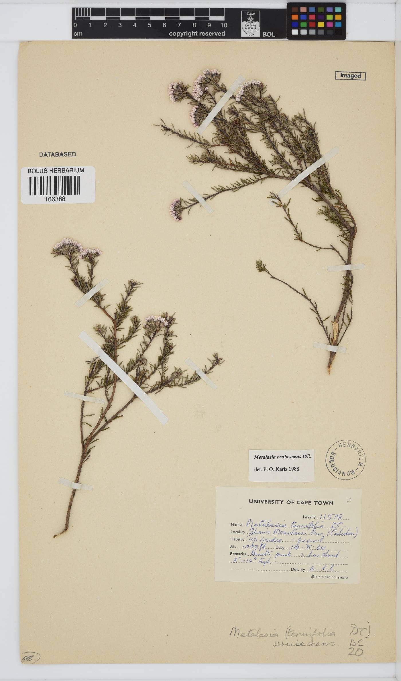 Metalasia erubescens image