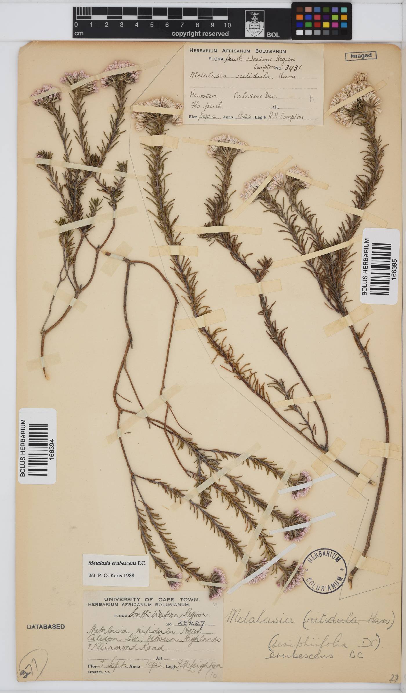 Metalasia erubescens image