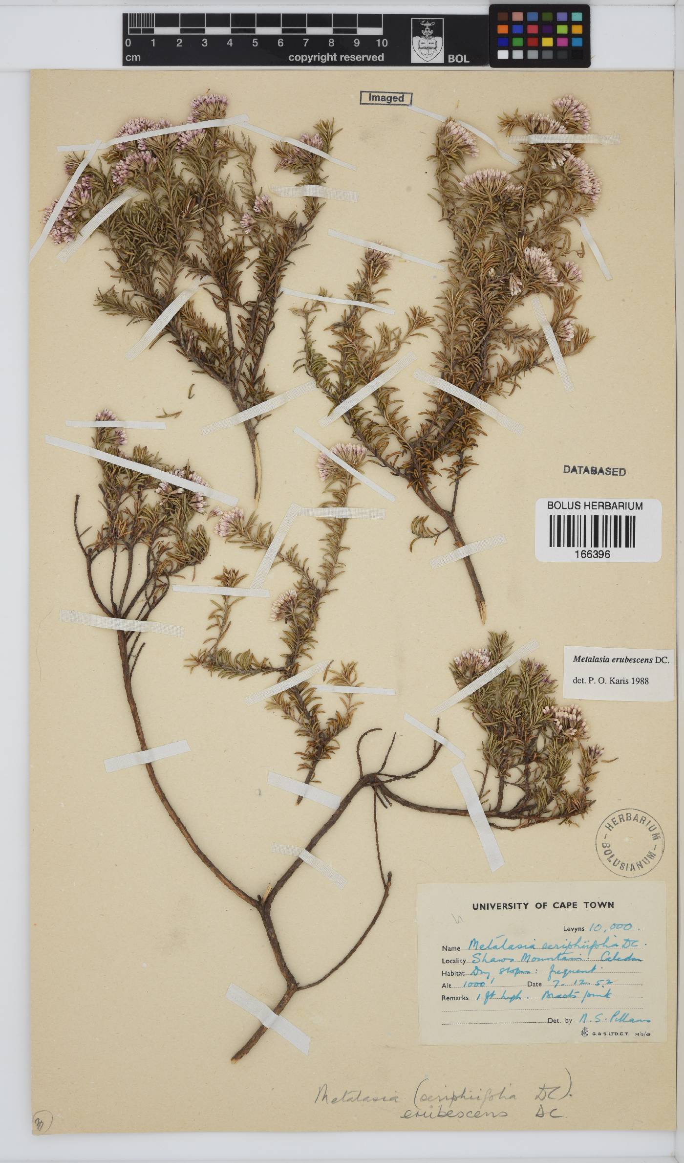 Metalasia erubescens image