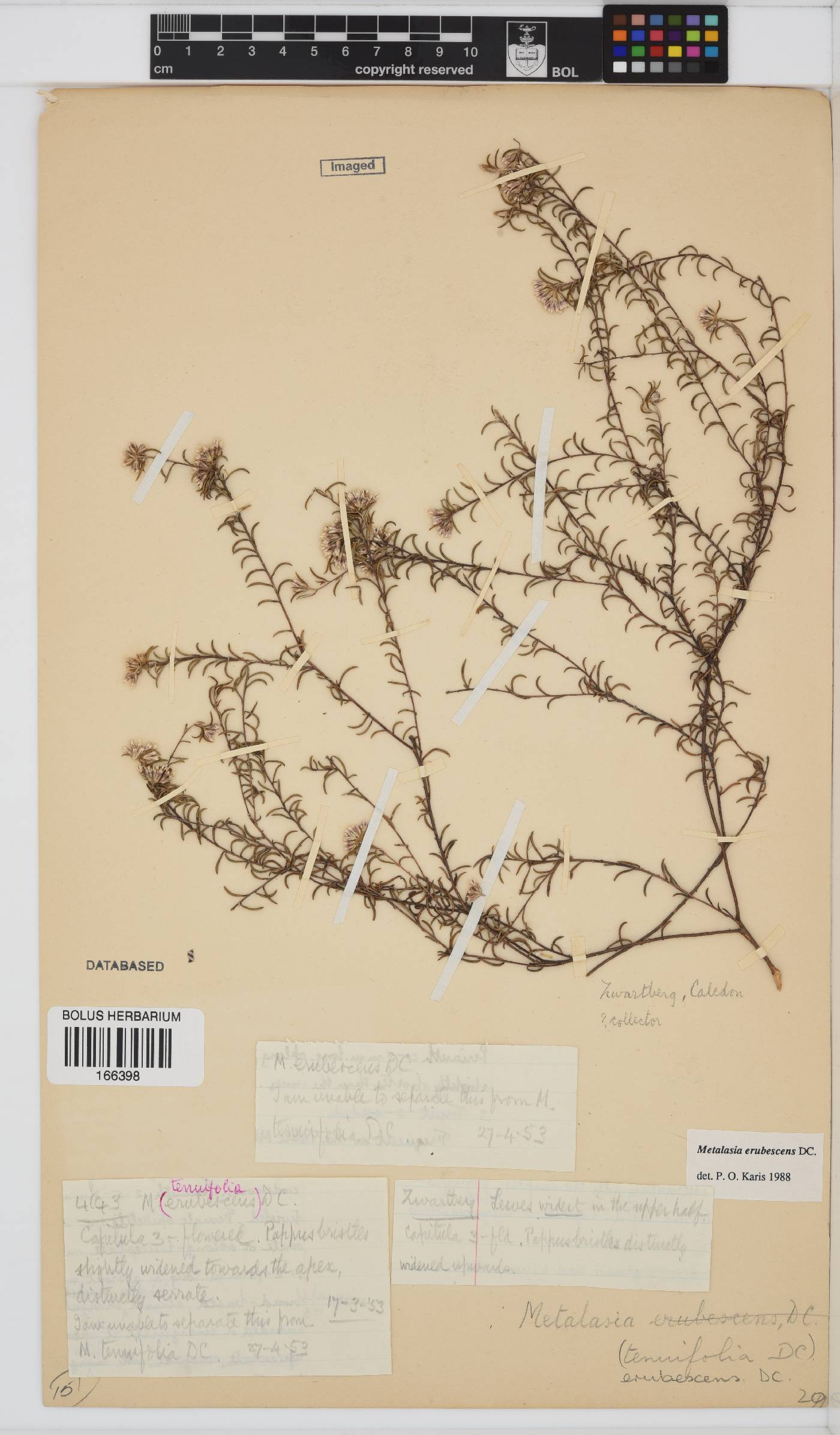 Metalasia erubescens image