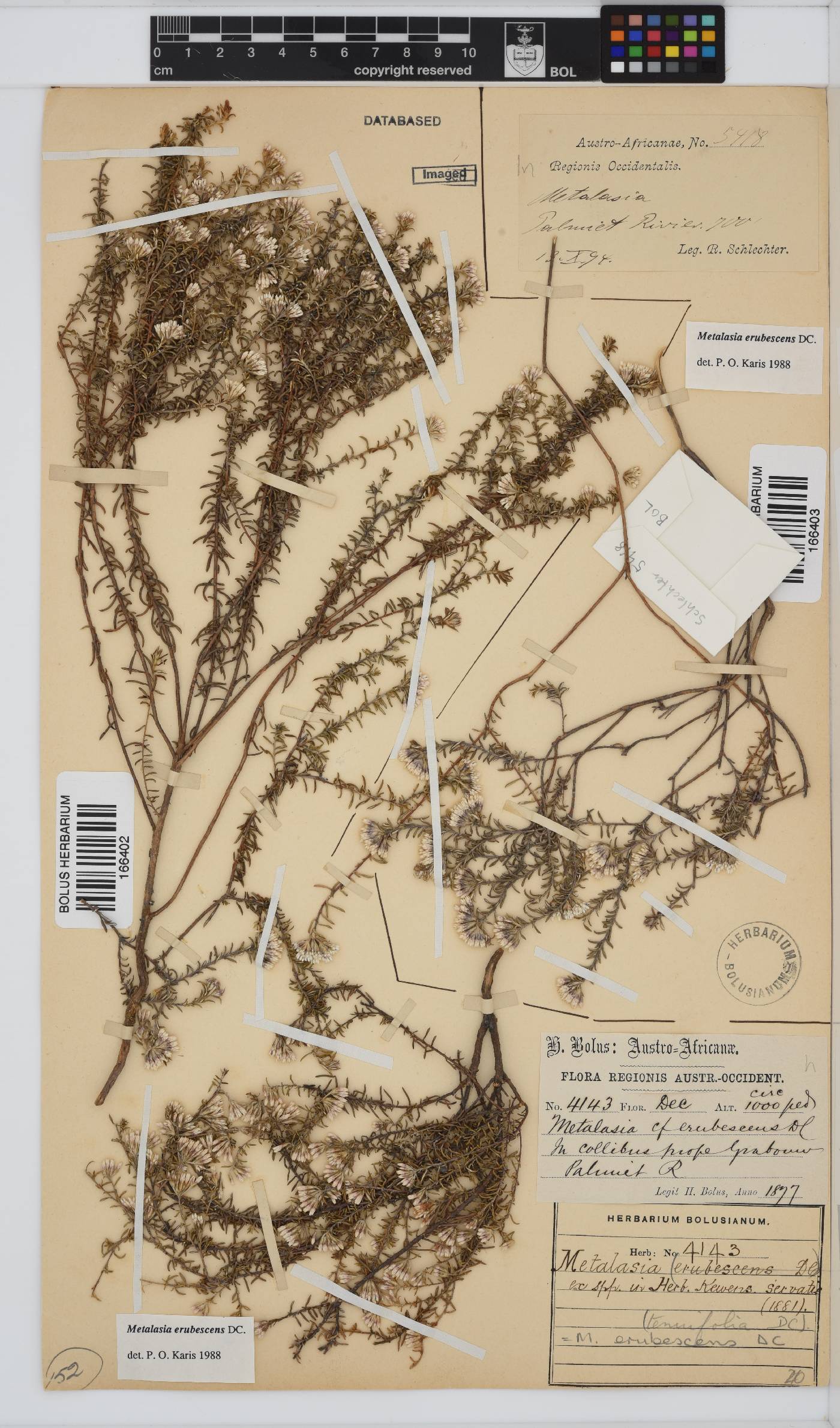Metalasia erubescens image