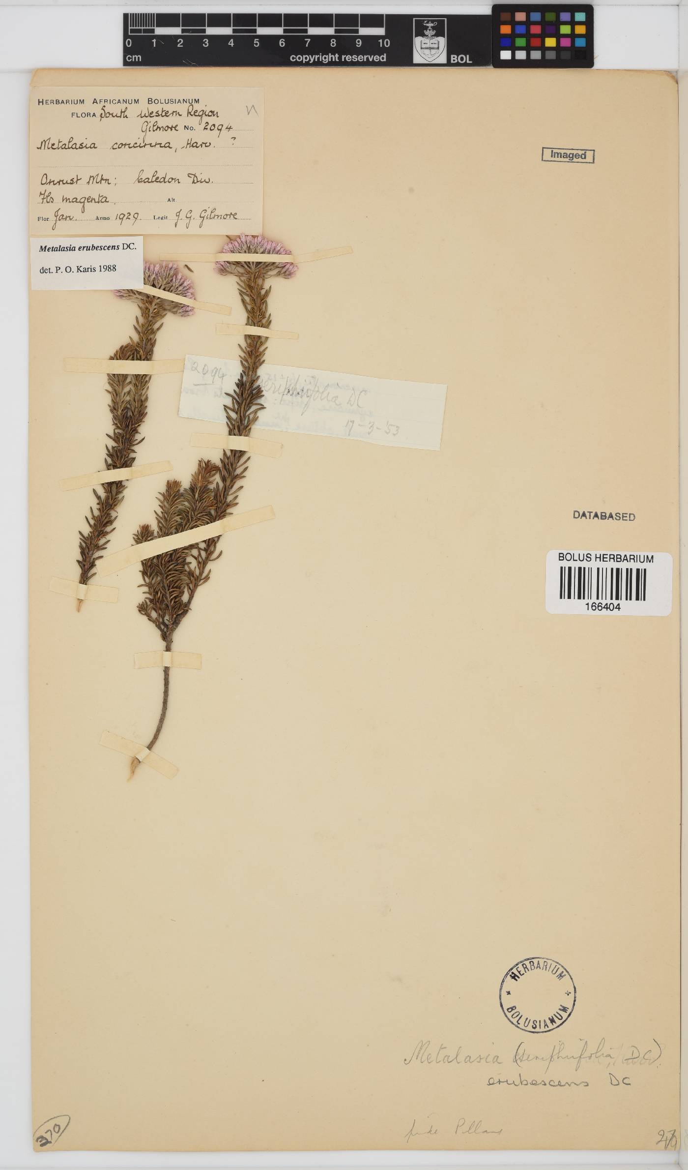 Metalasia erubescens image