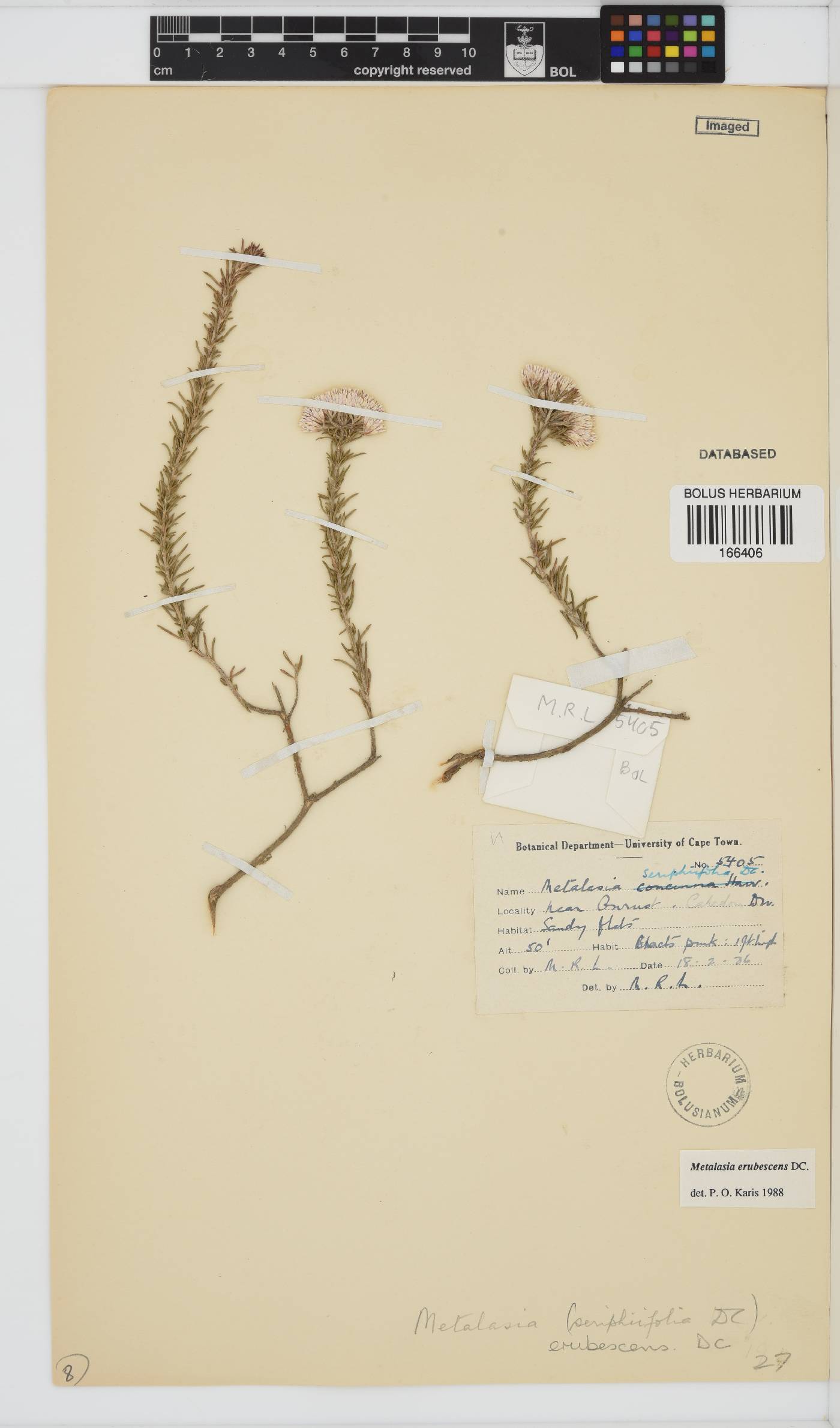 Metalasia erubescens image