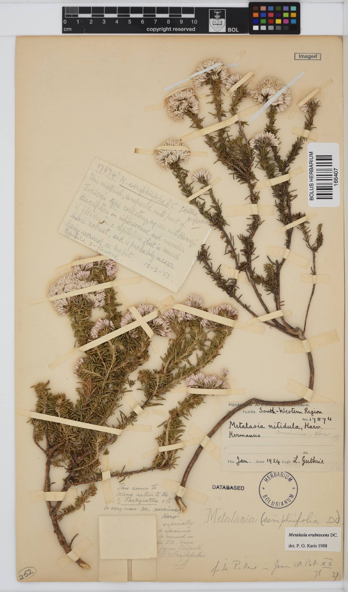 Metalasia erubescens image
