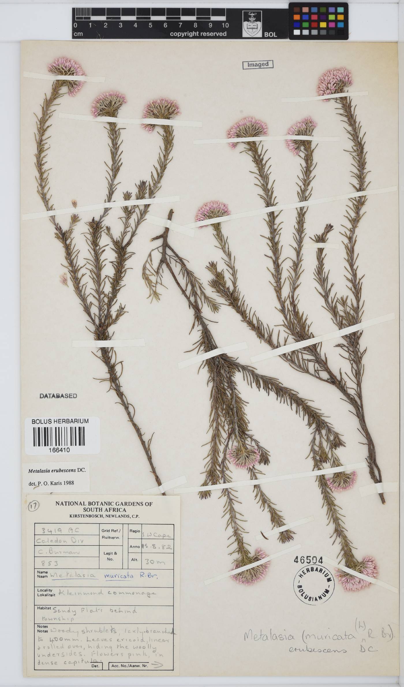 Metalasia erubescens image