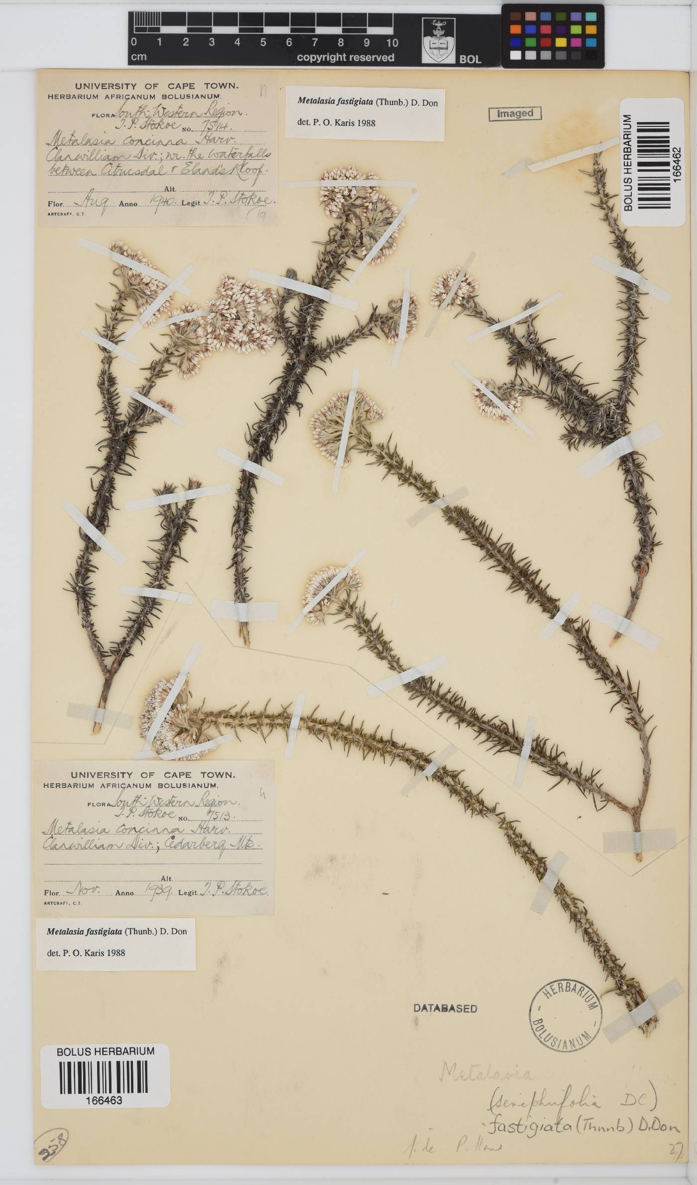 Metalasia fastigiata image