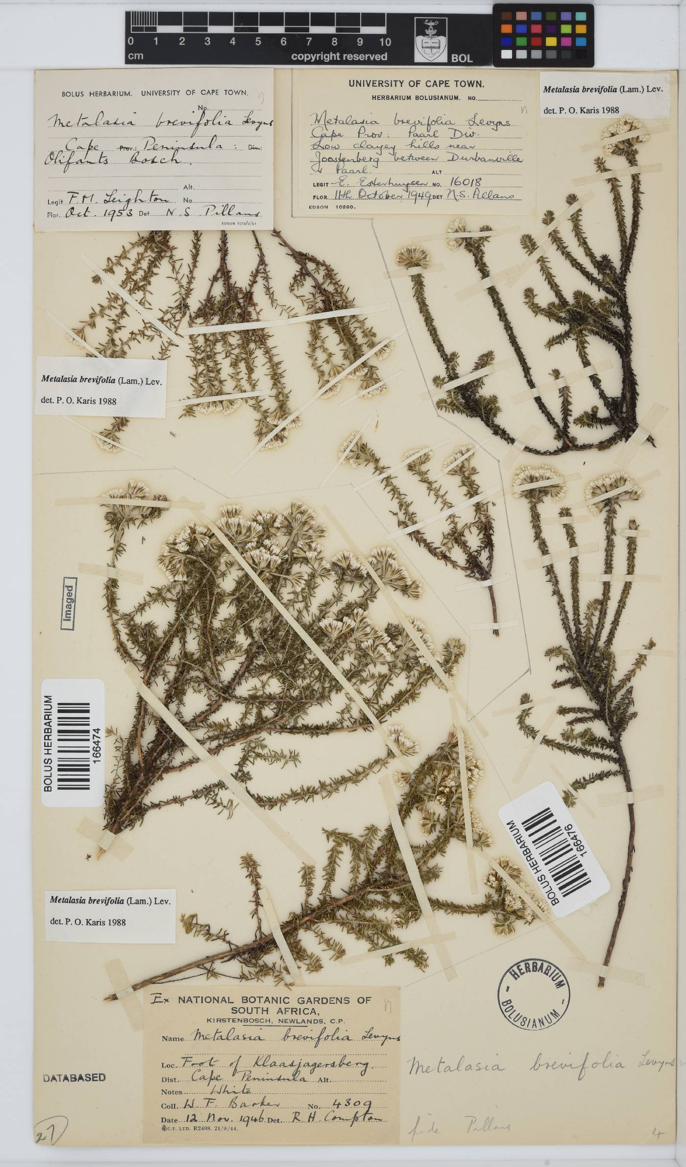 Metalasia brevifolia image