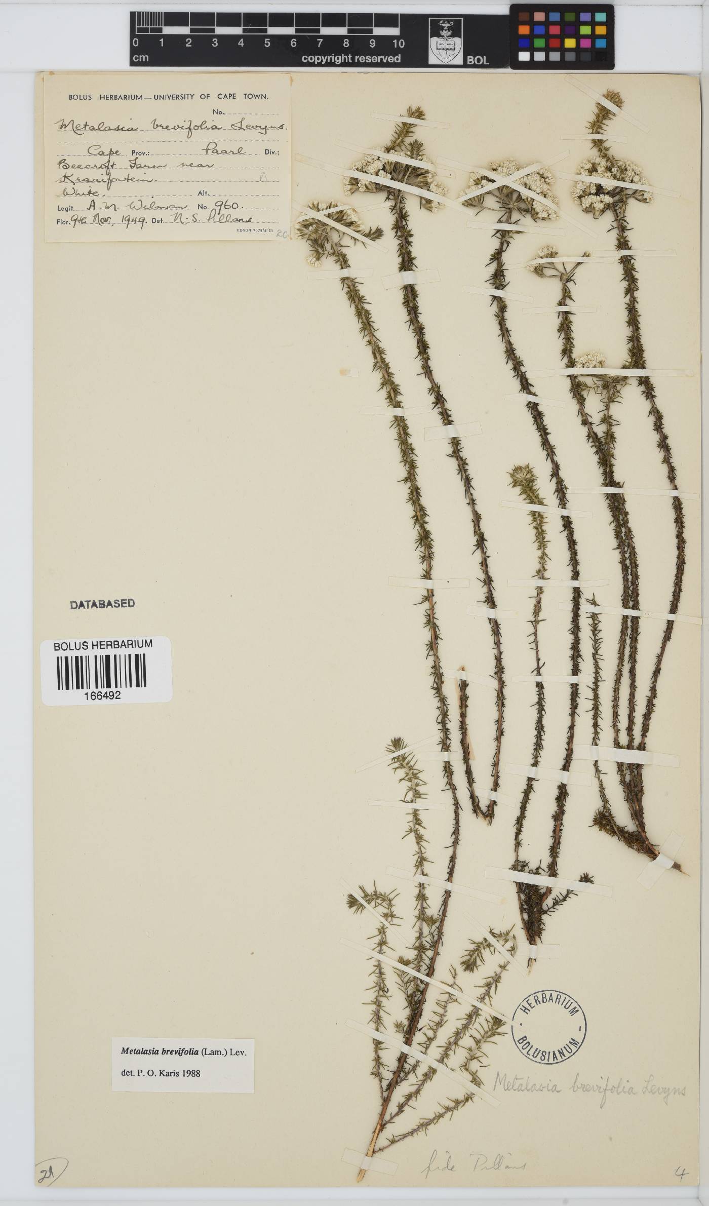 Metalasia brevifolia image