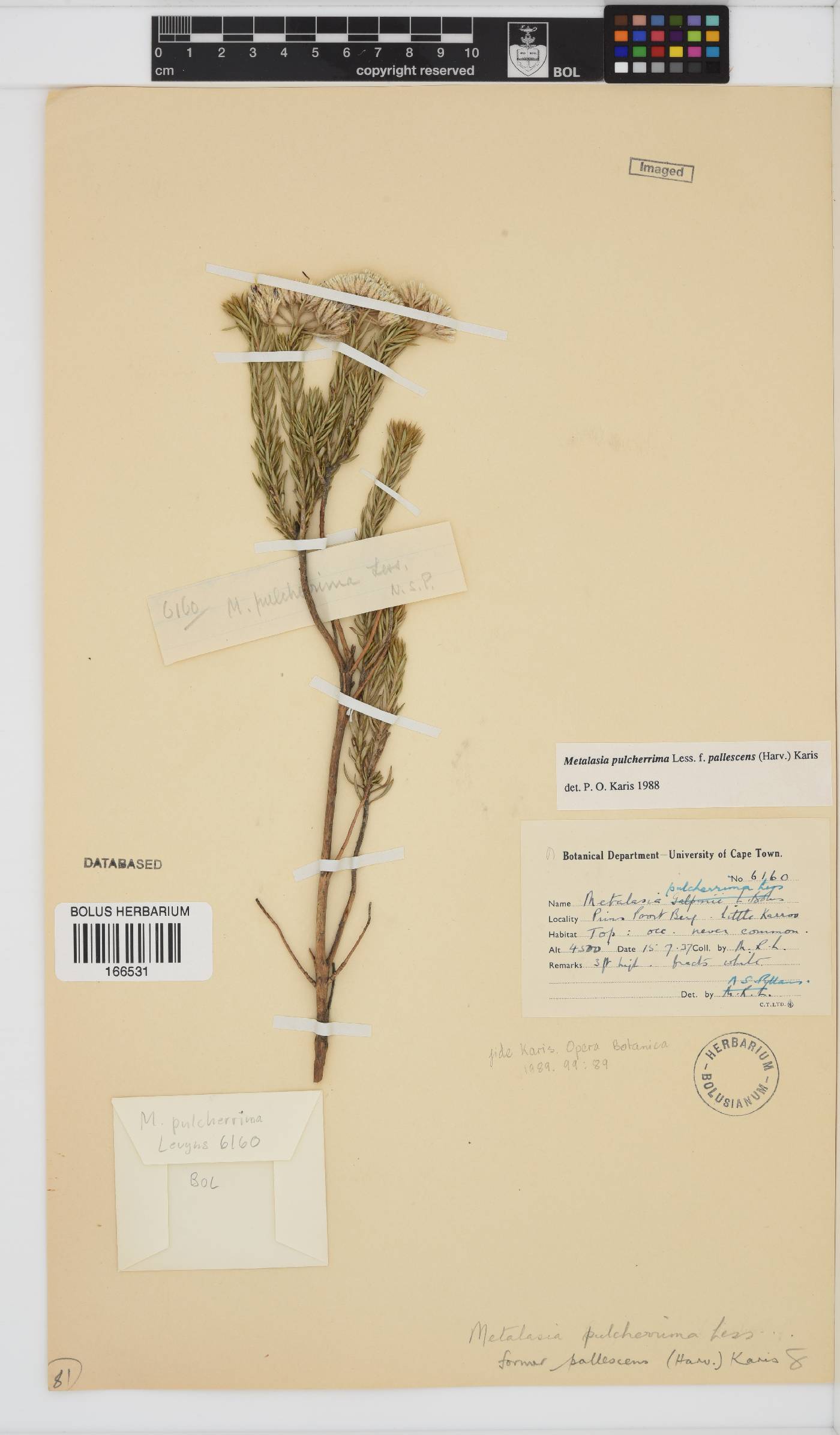 Metalasia pulcherrima image