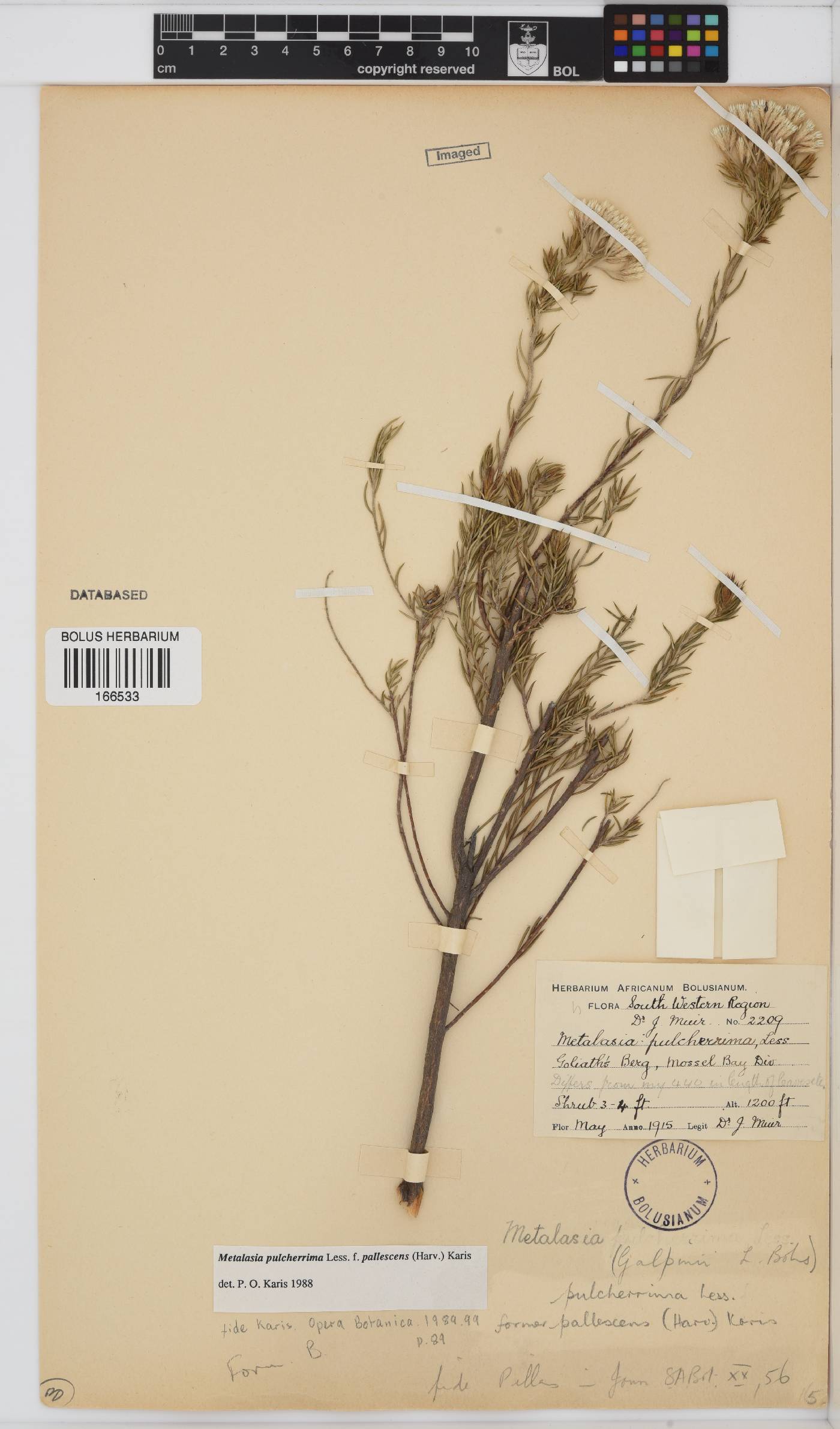 Metalasia pulcherrima image