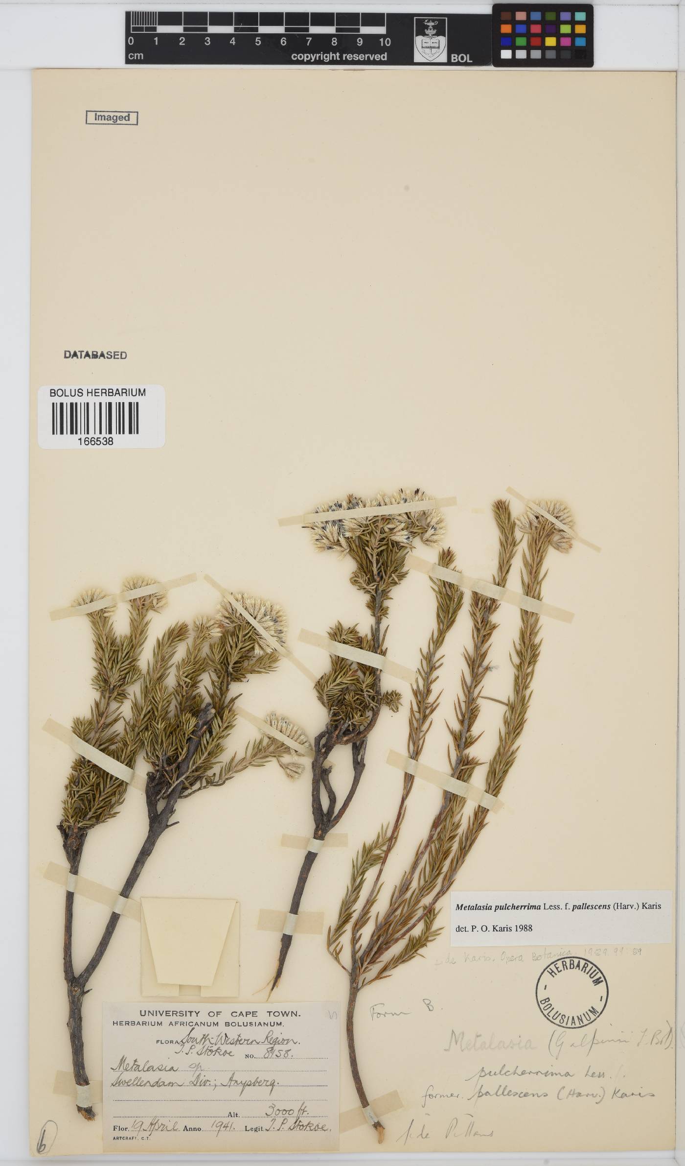 Metalasia pulcherrima image
