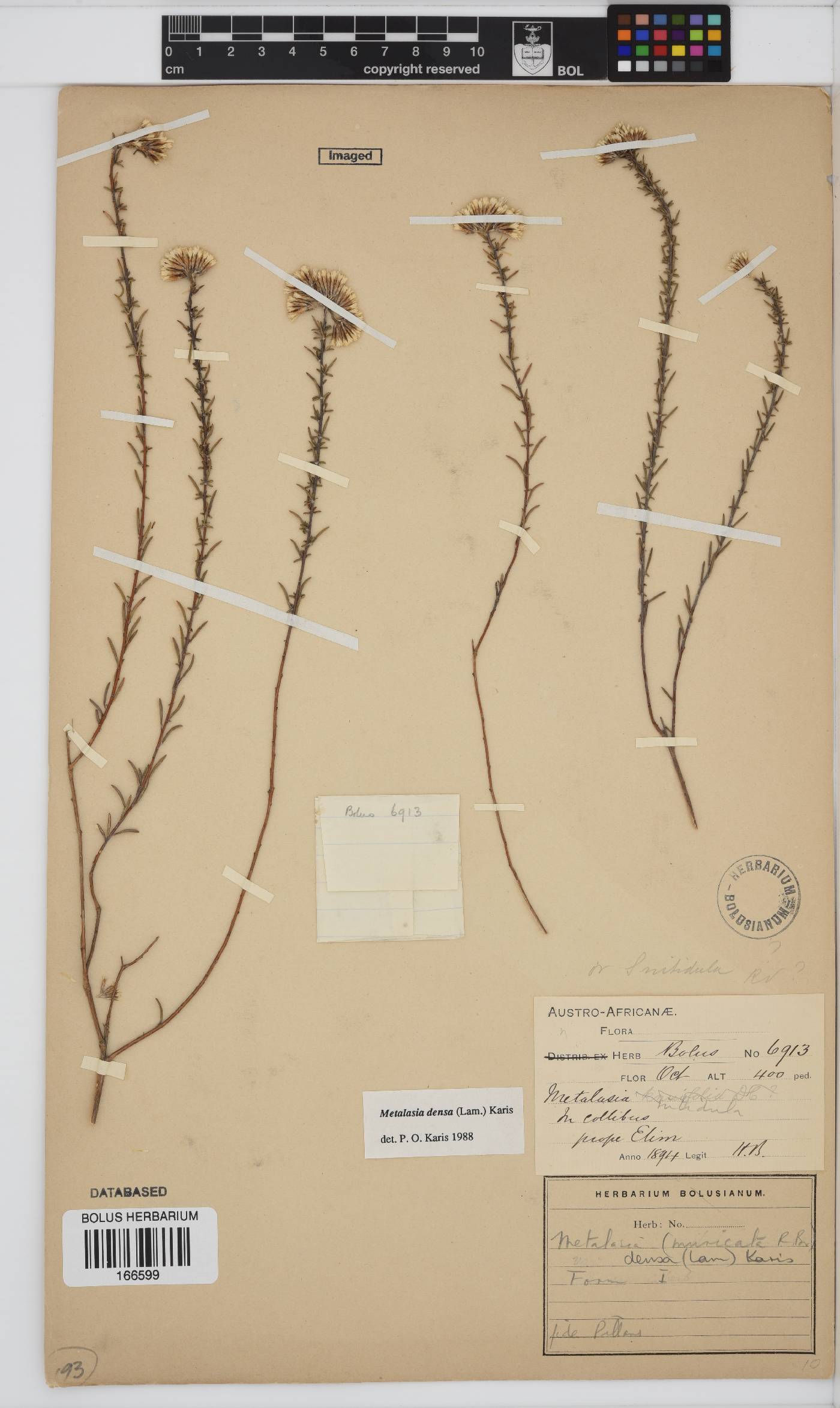 Metalasia densa image