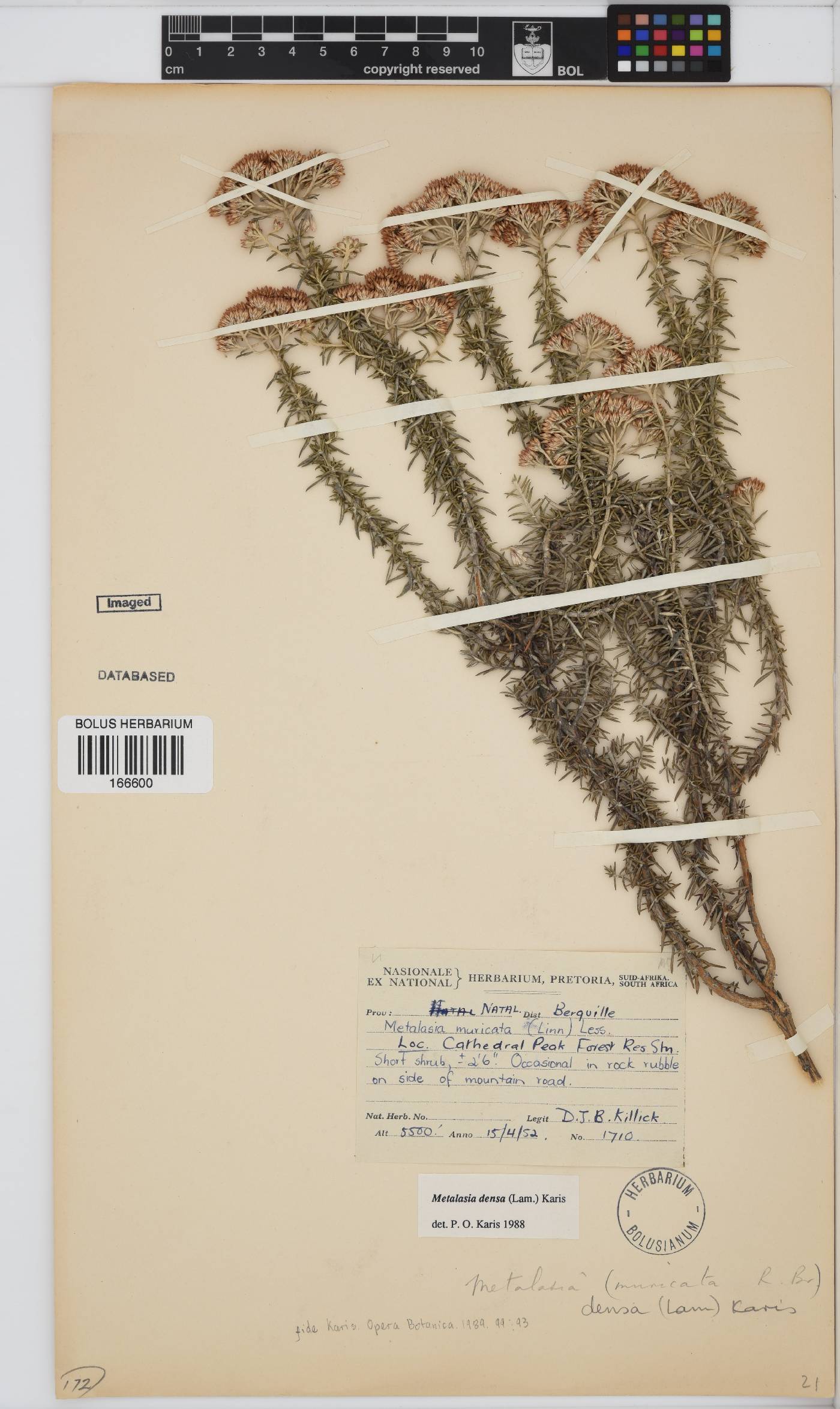 Metalasia densa image