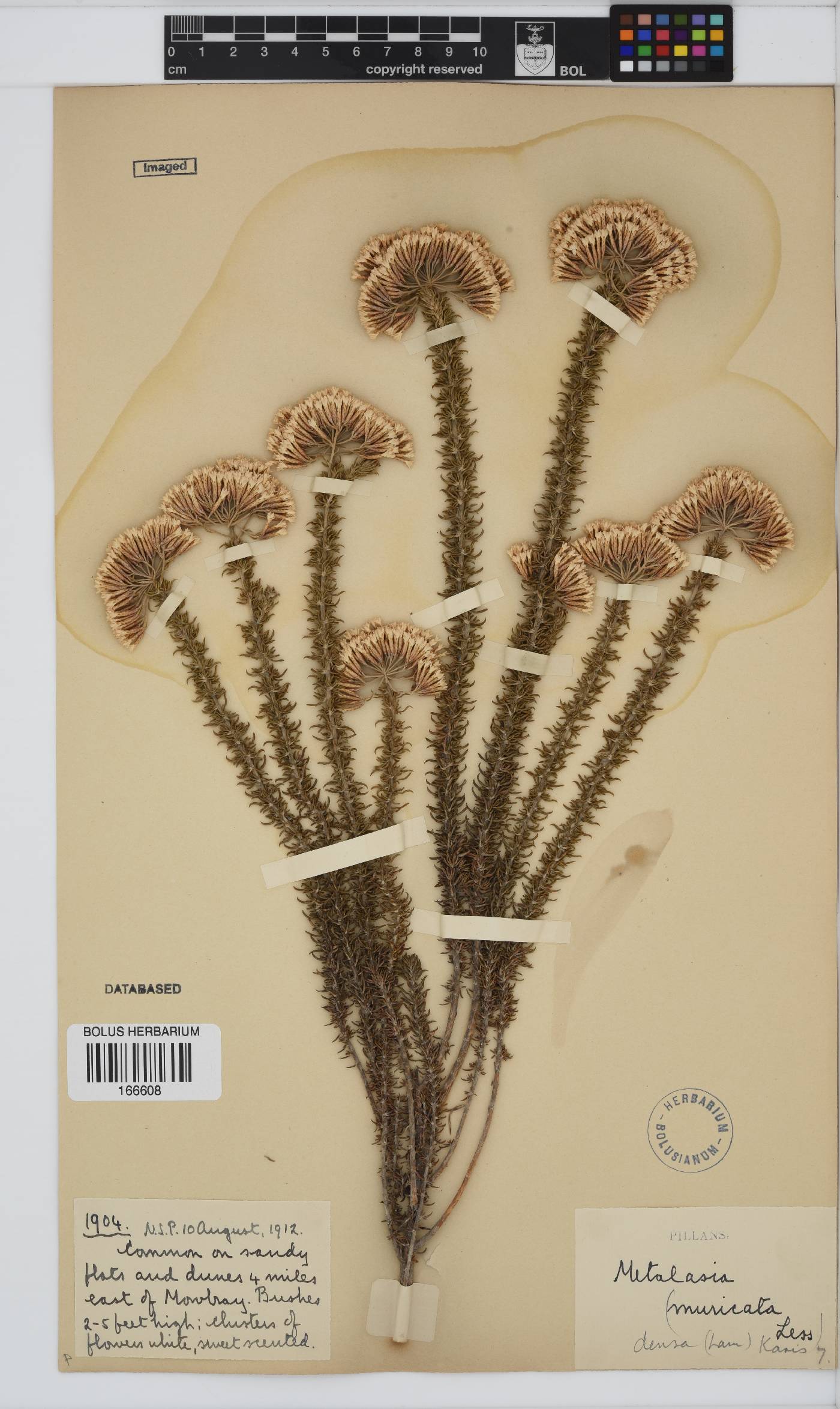 Metalasia densa image