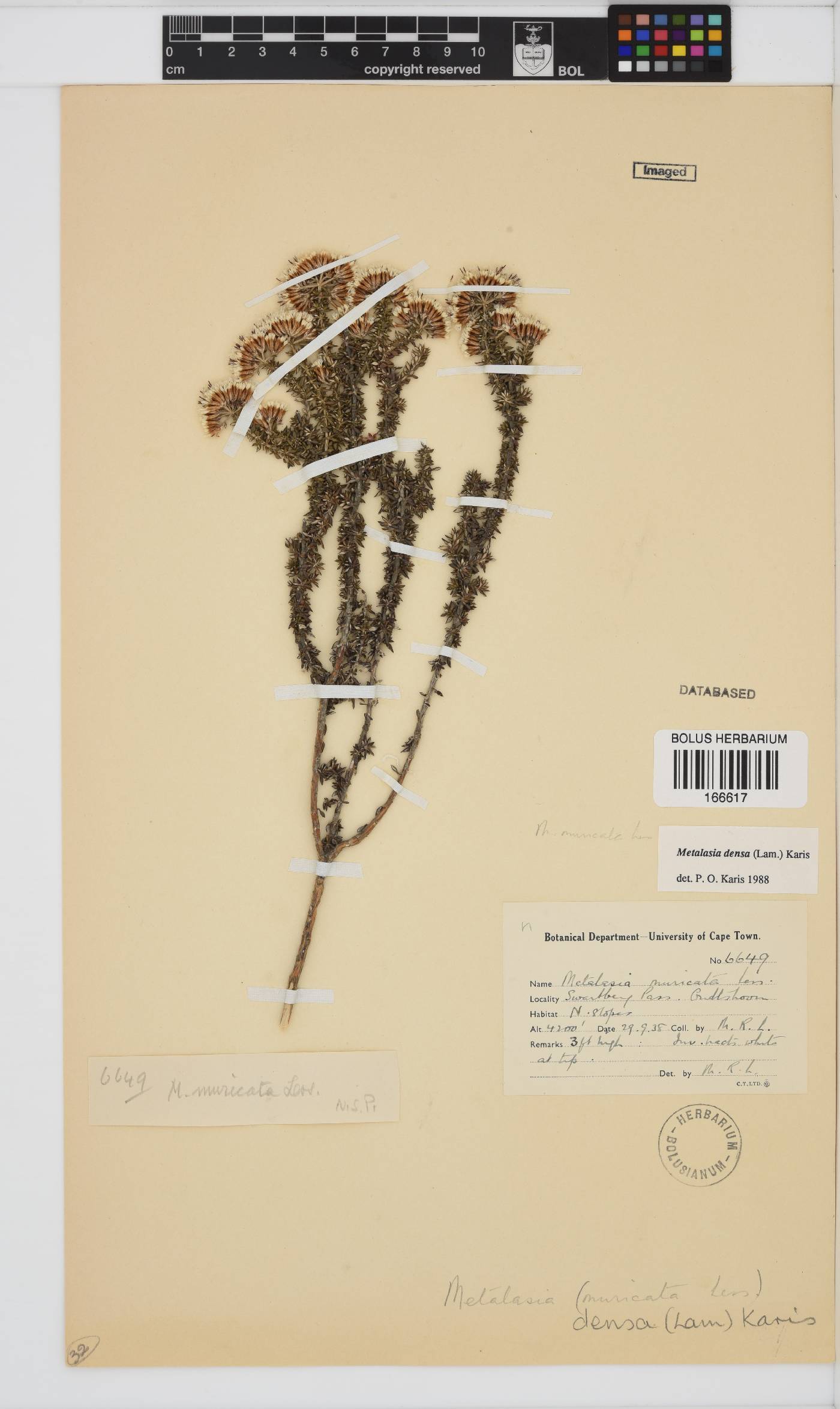 Metalasia densa image