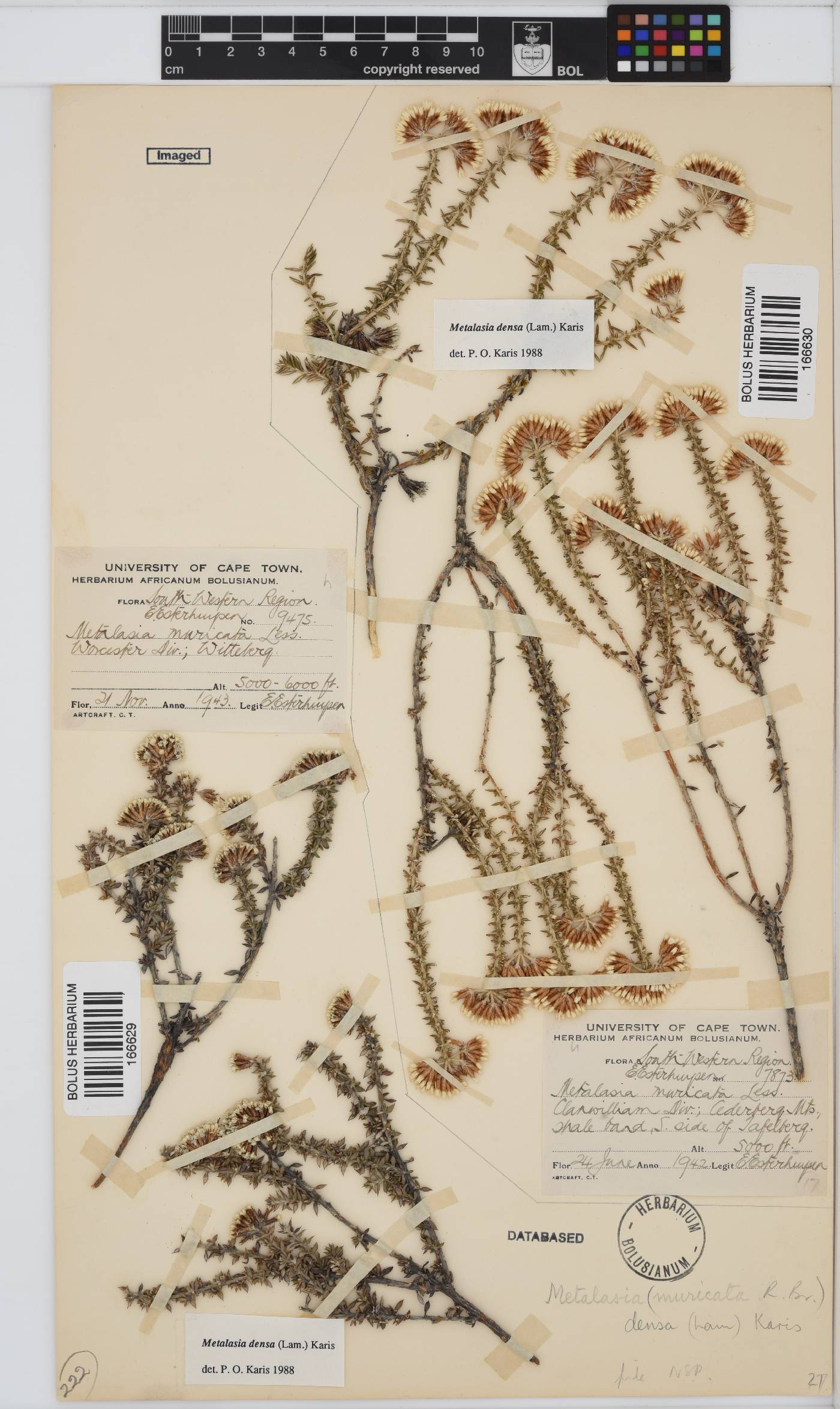 Metalasia densa image