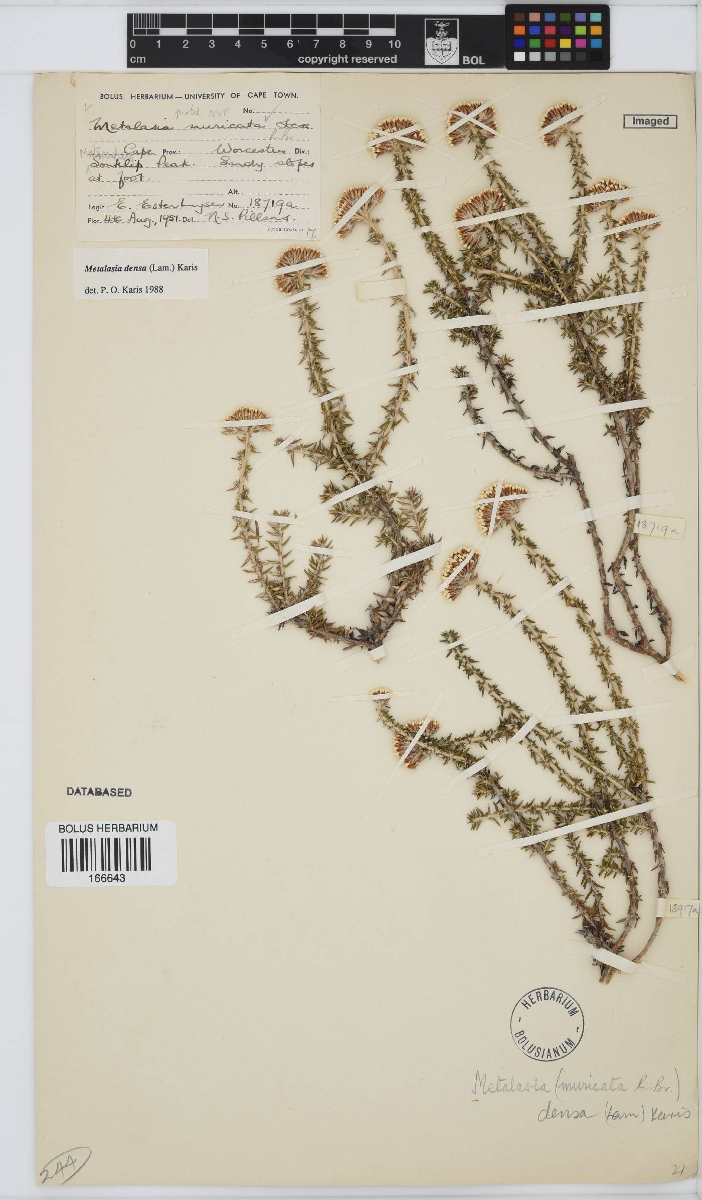 Metalasia densa image