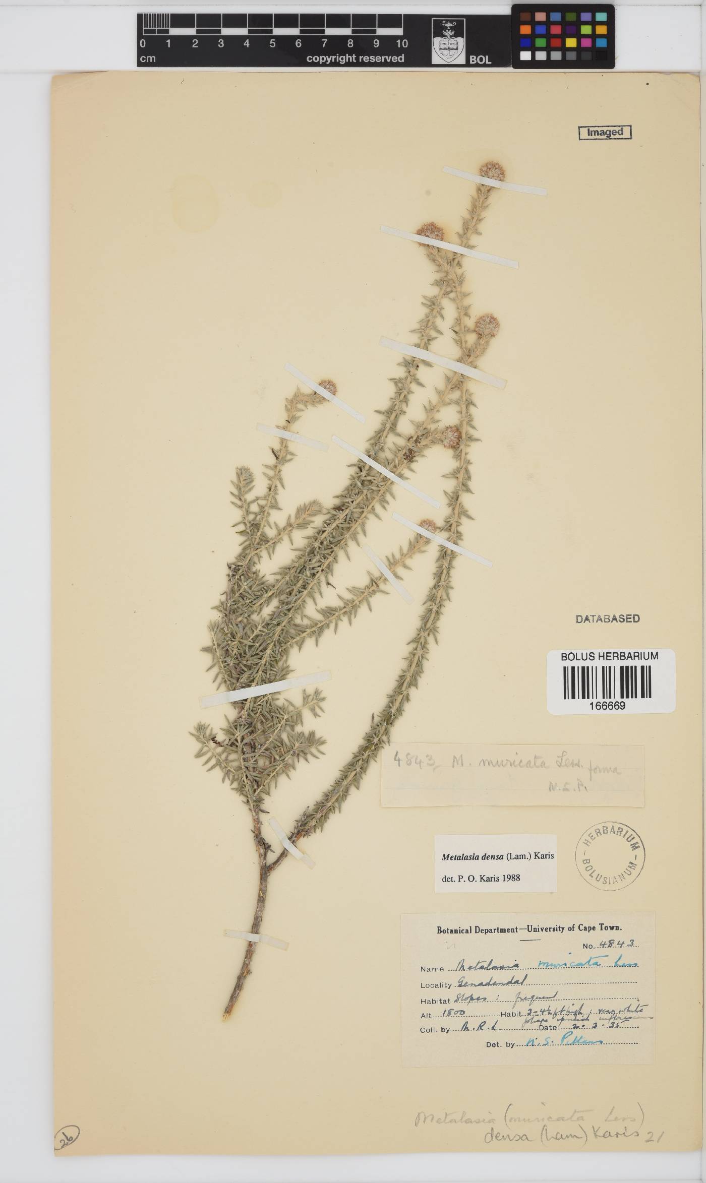 Metalasia densa image