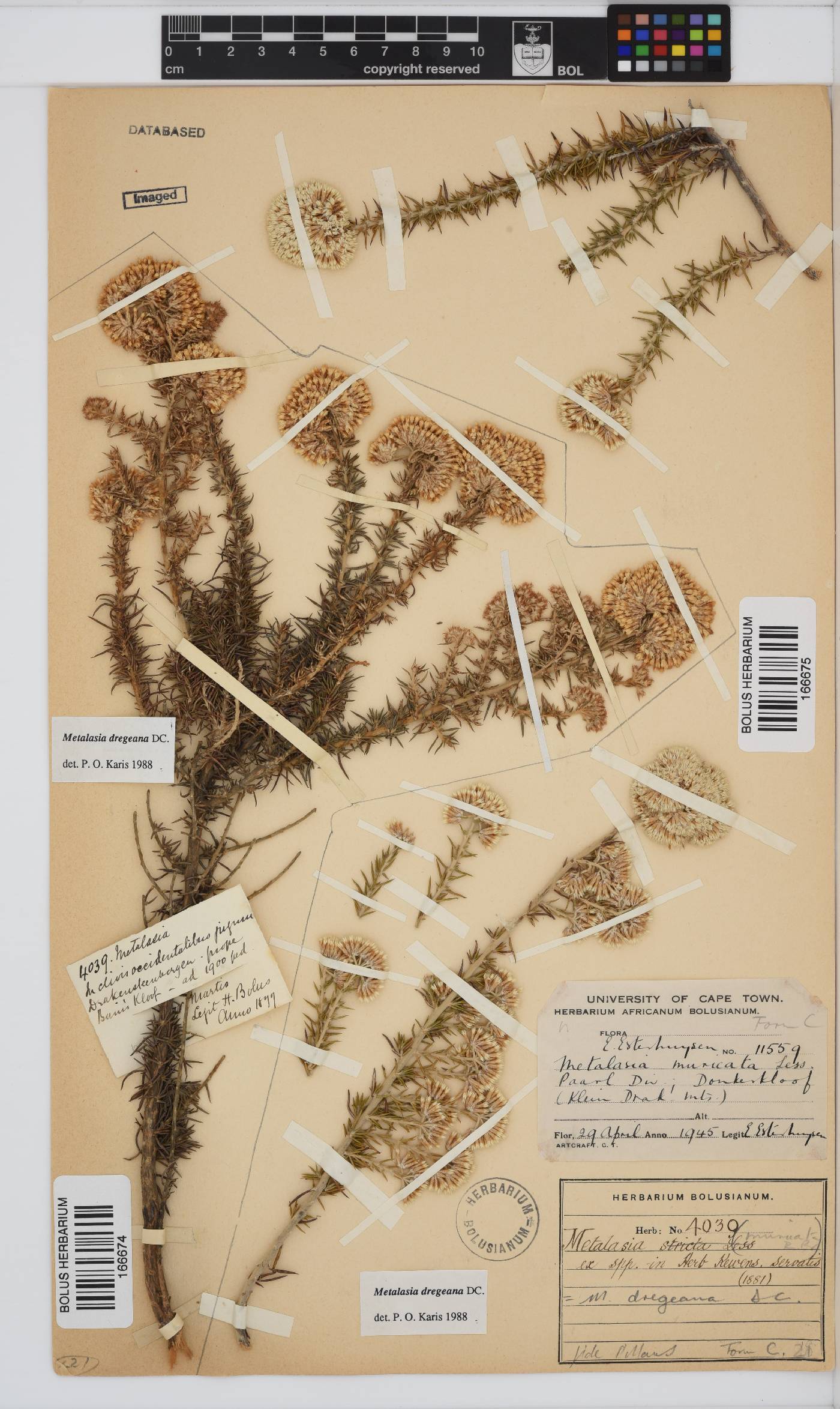 Metalasia dregeana image