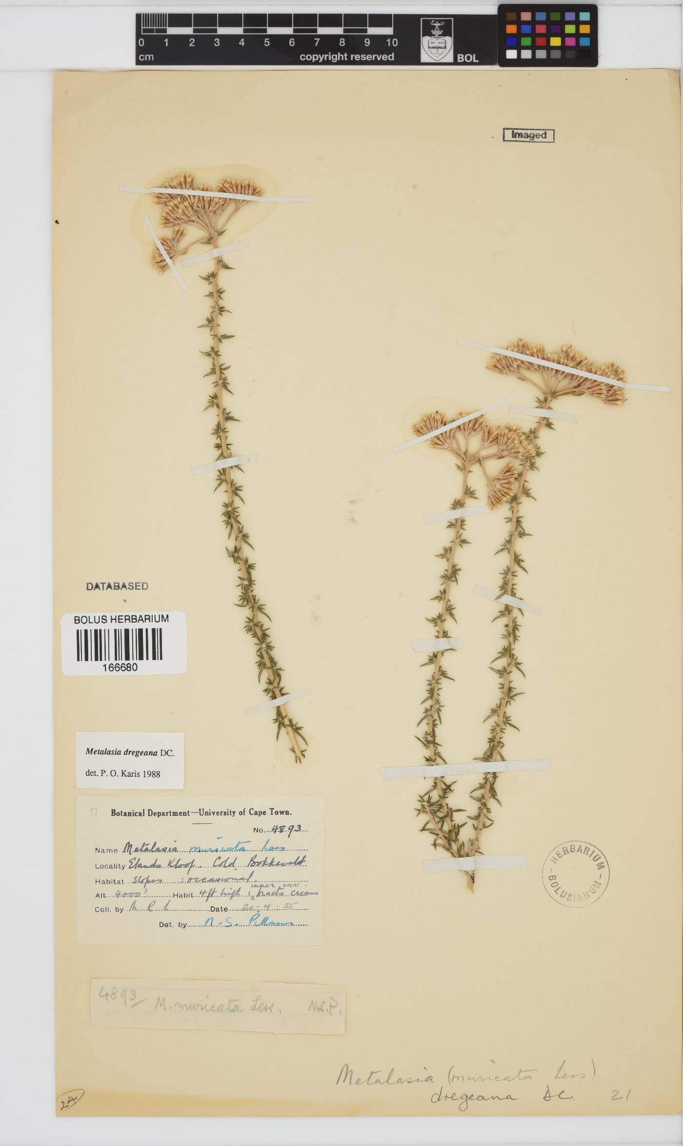 Metalasia dregeana image