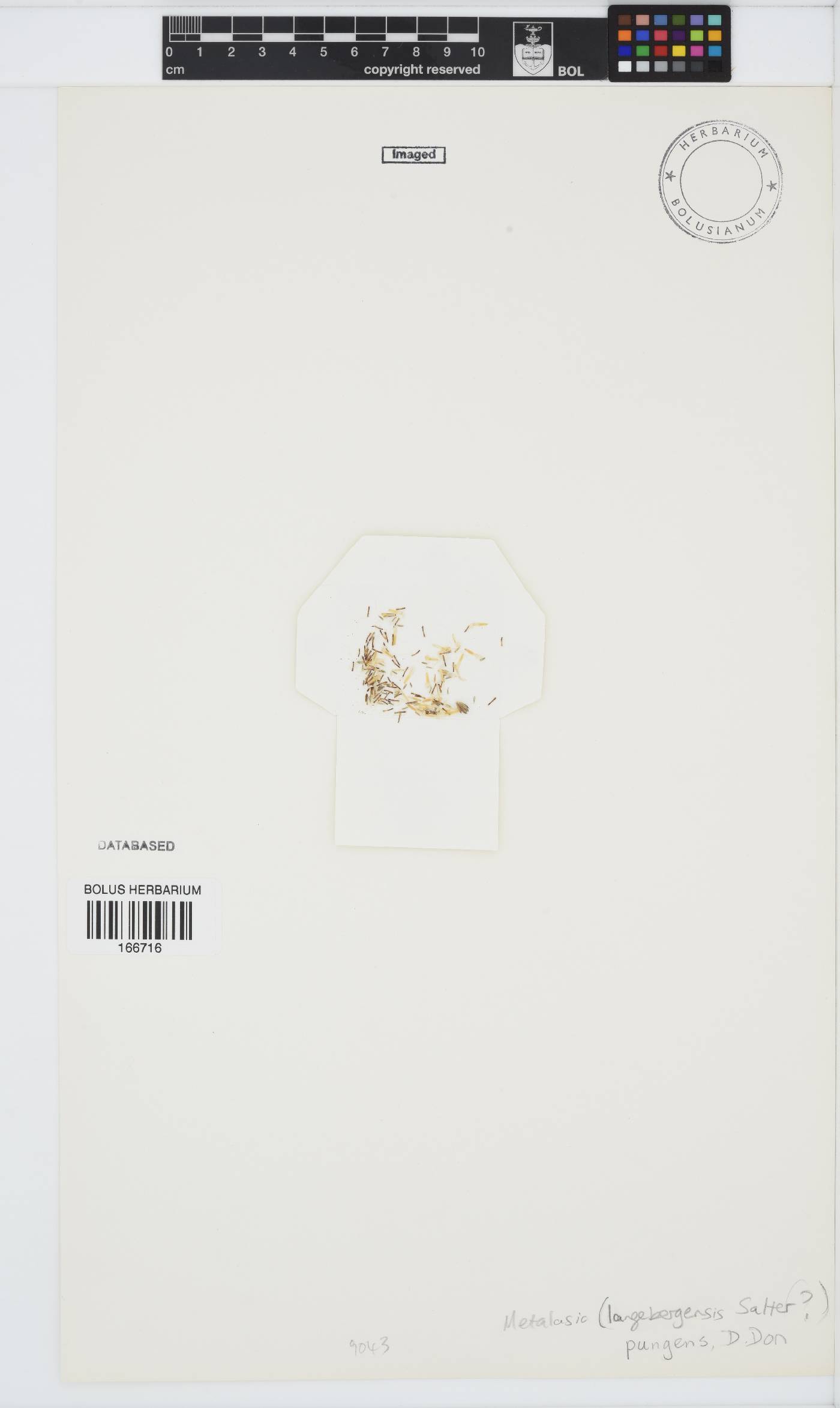 Metalasia pungens image