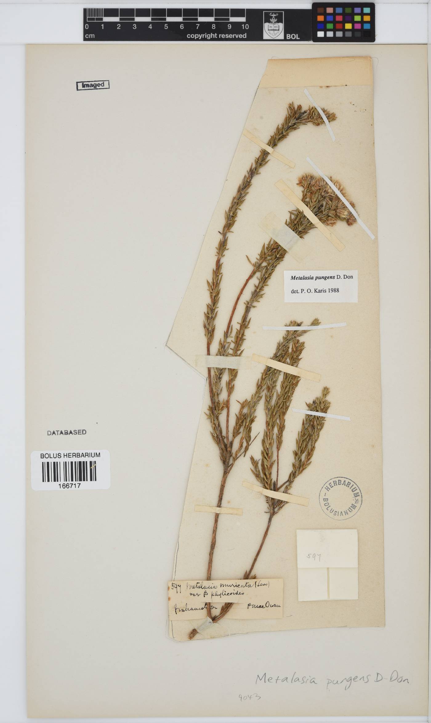 Metalasia pungens image