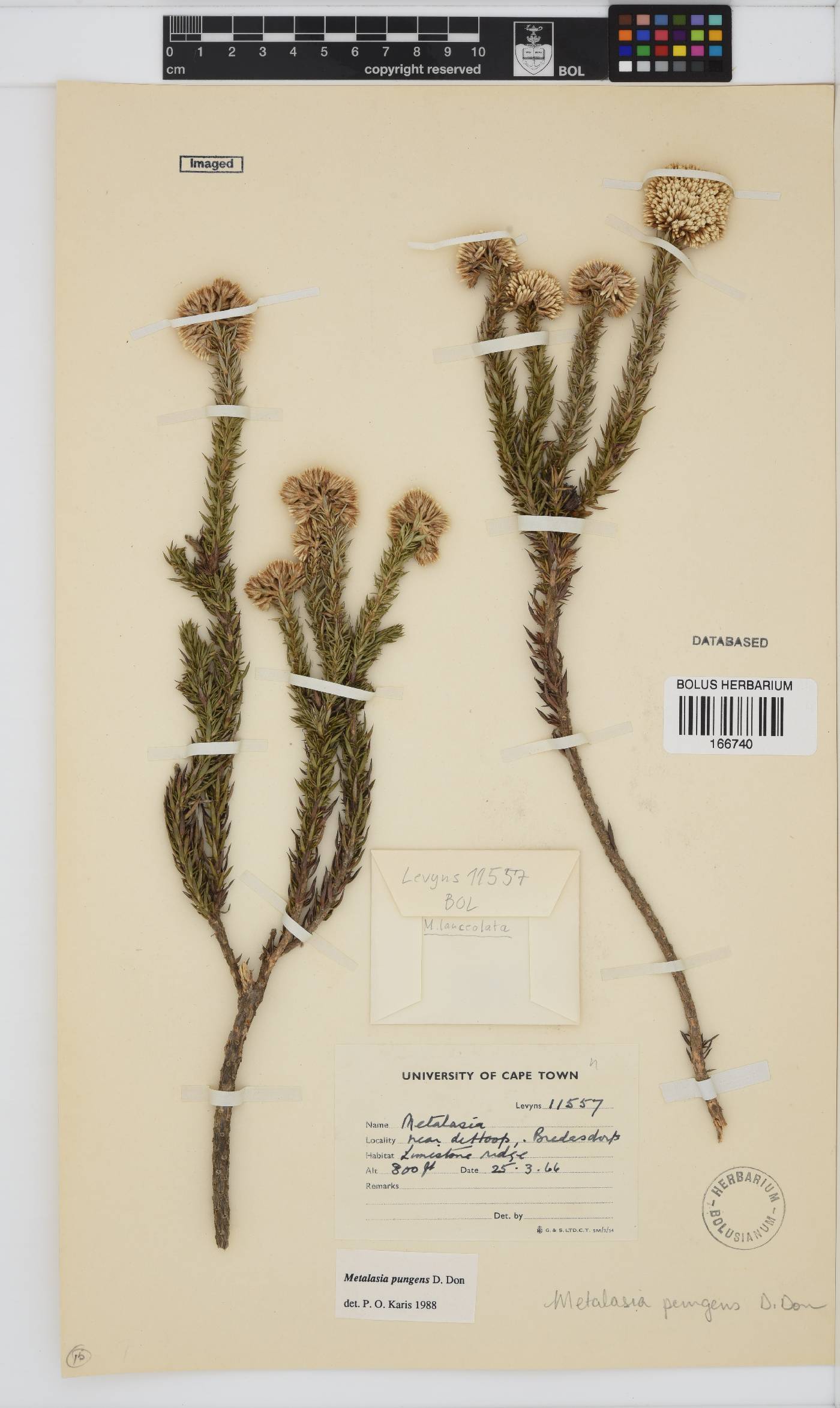 Metalasia pungens image