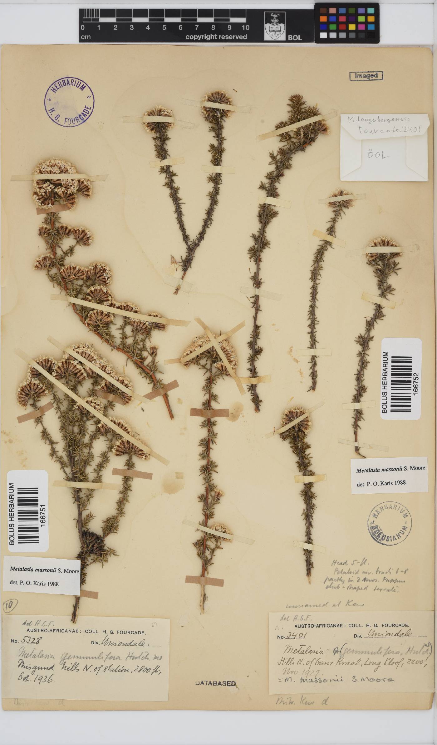 Metalasia massonii image