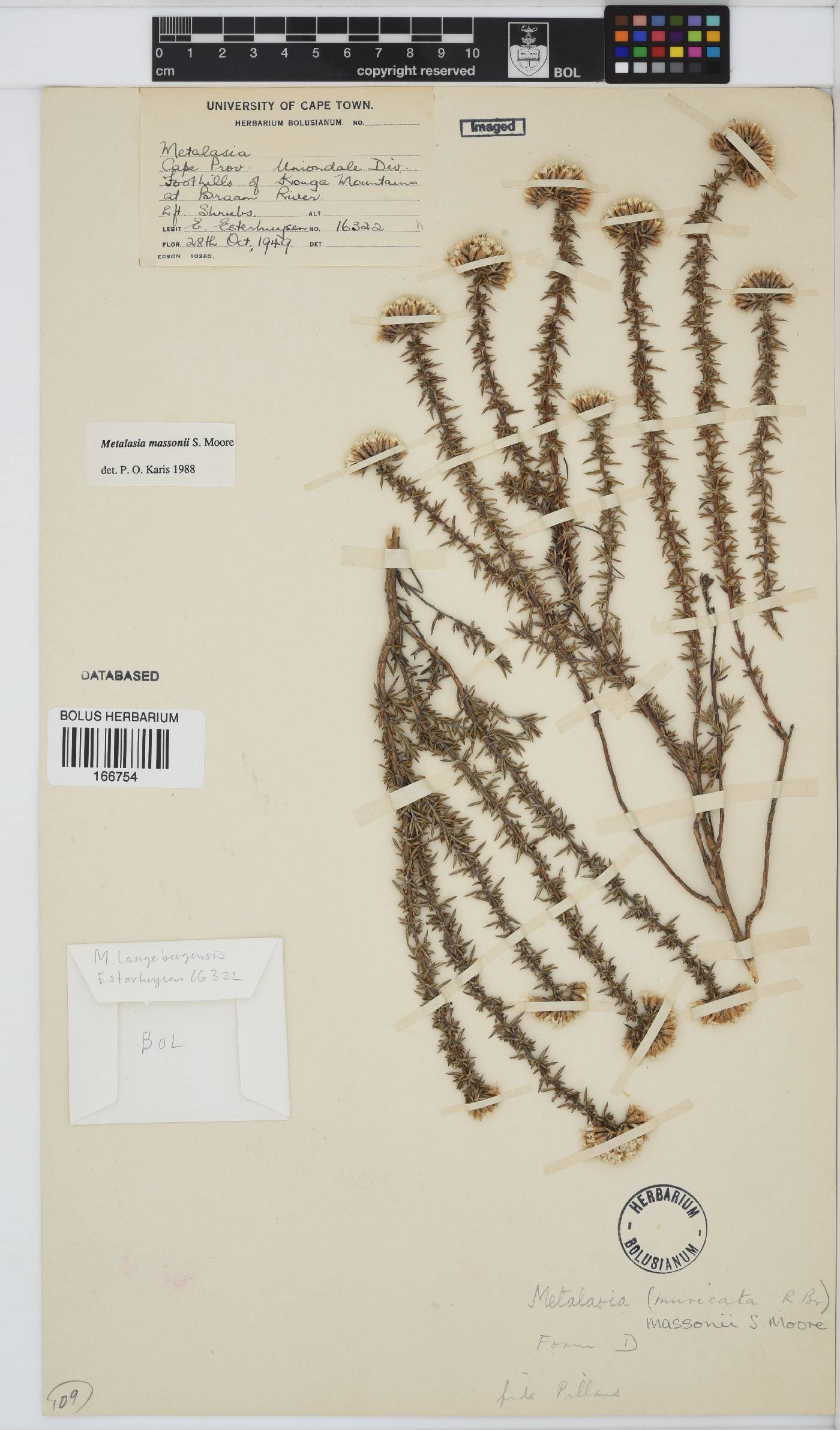 Metalasia massonii image