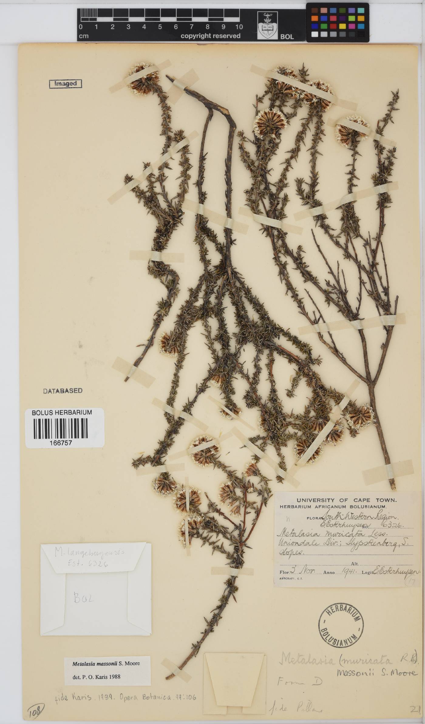 Metalasia massonii image