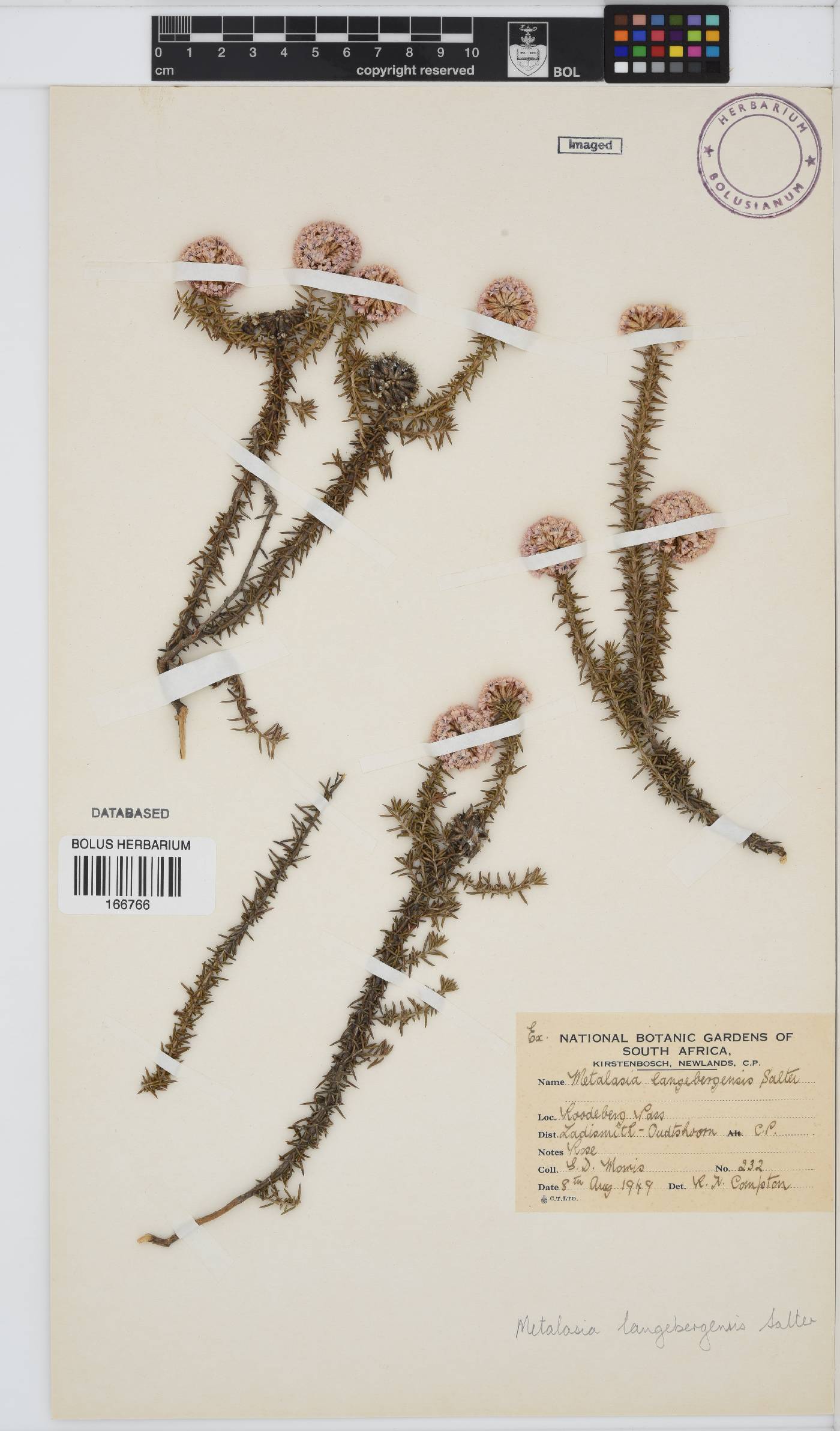 Metalasia massonii image