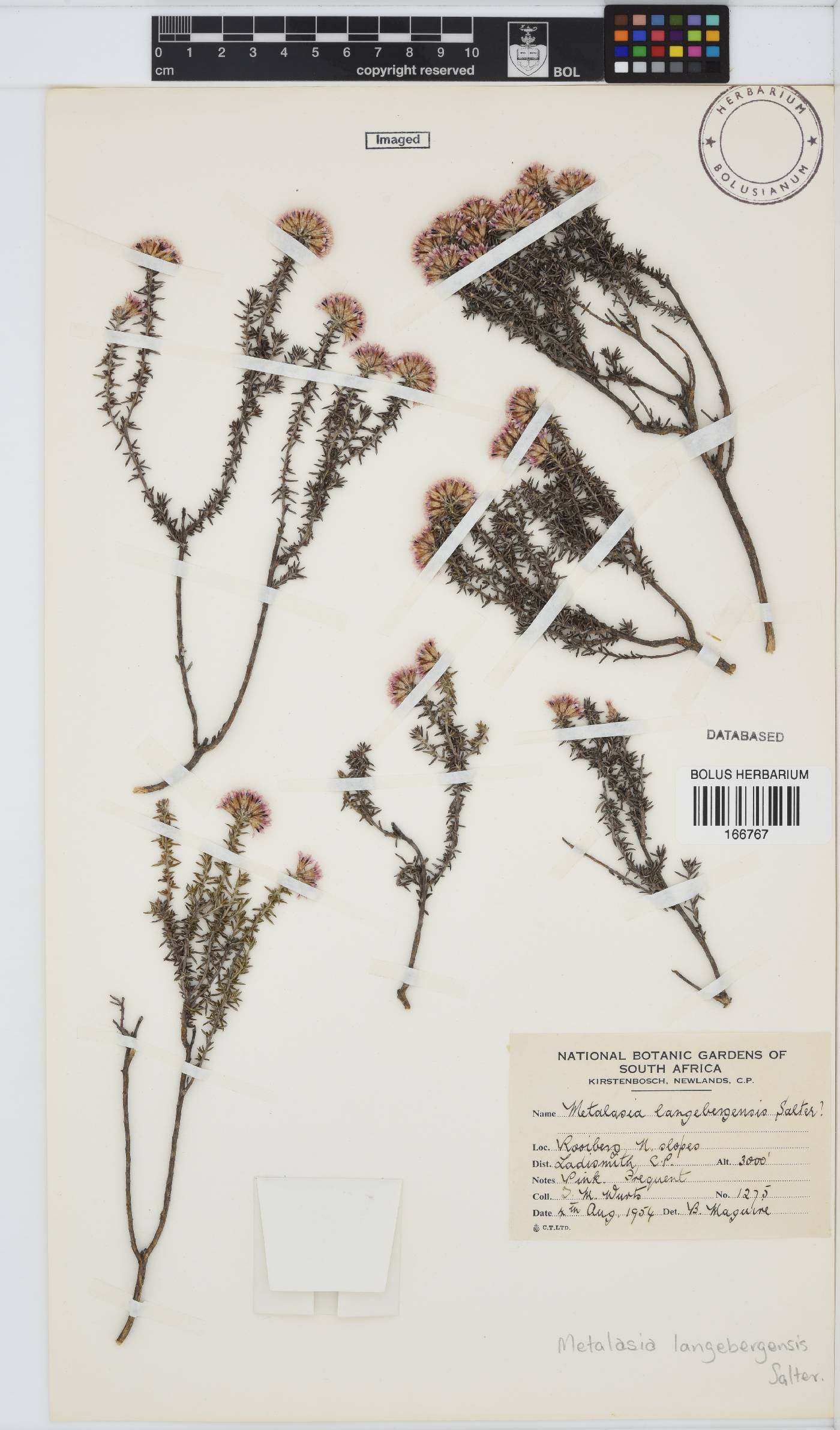 Metalasia massonii image