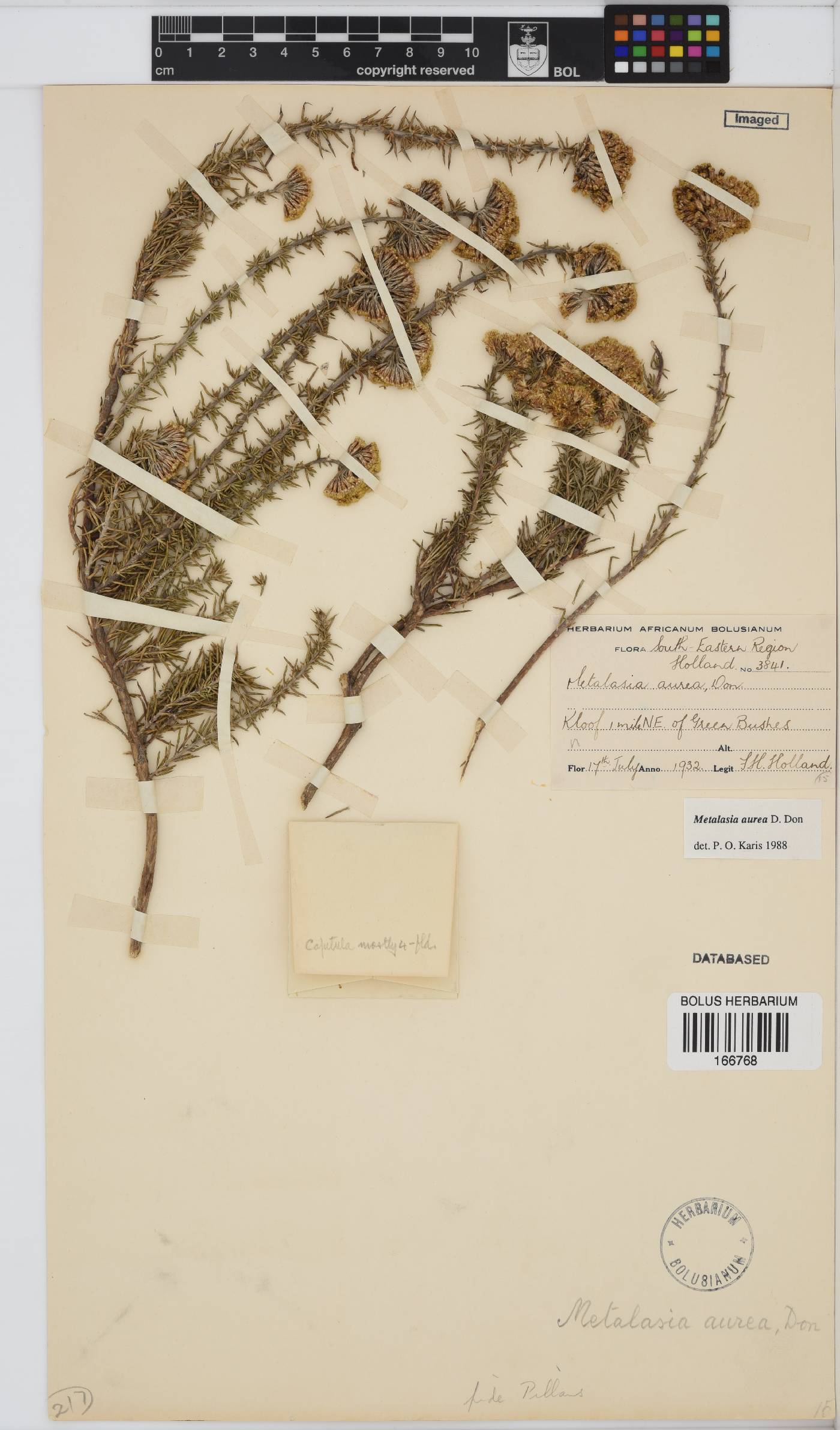 Metalasia aurea image