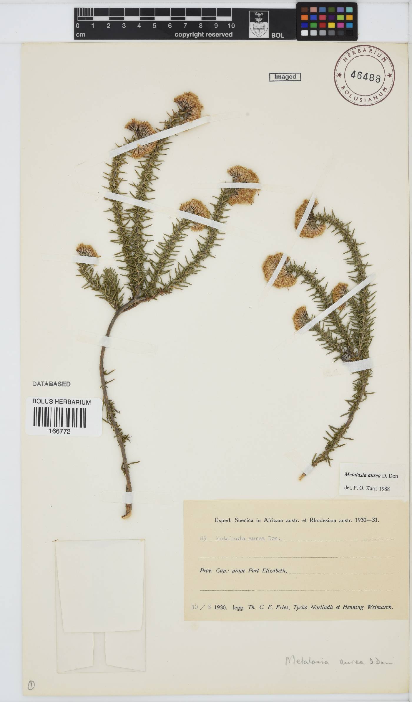 Metalasia aurea image