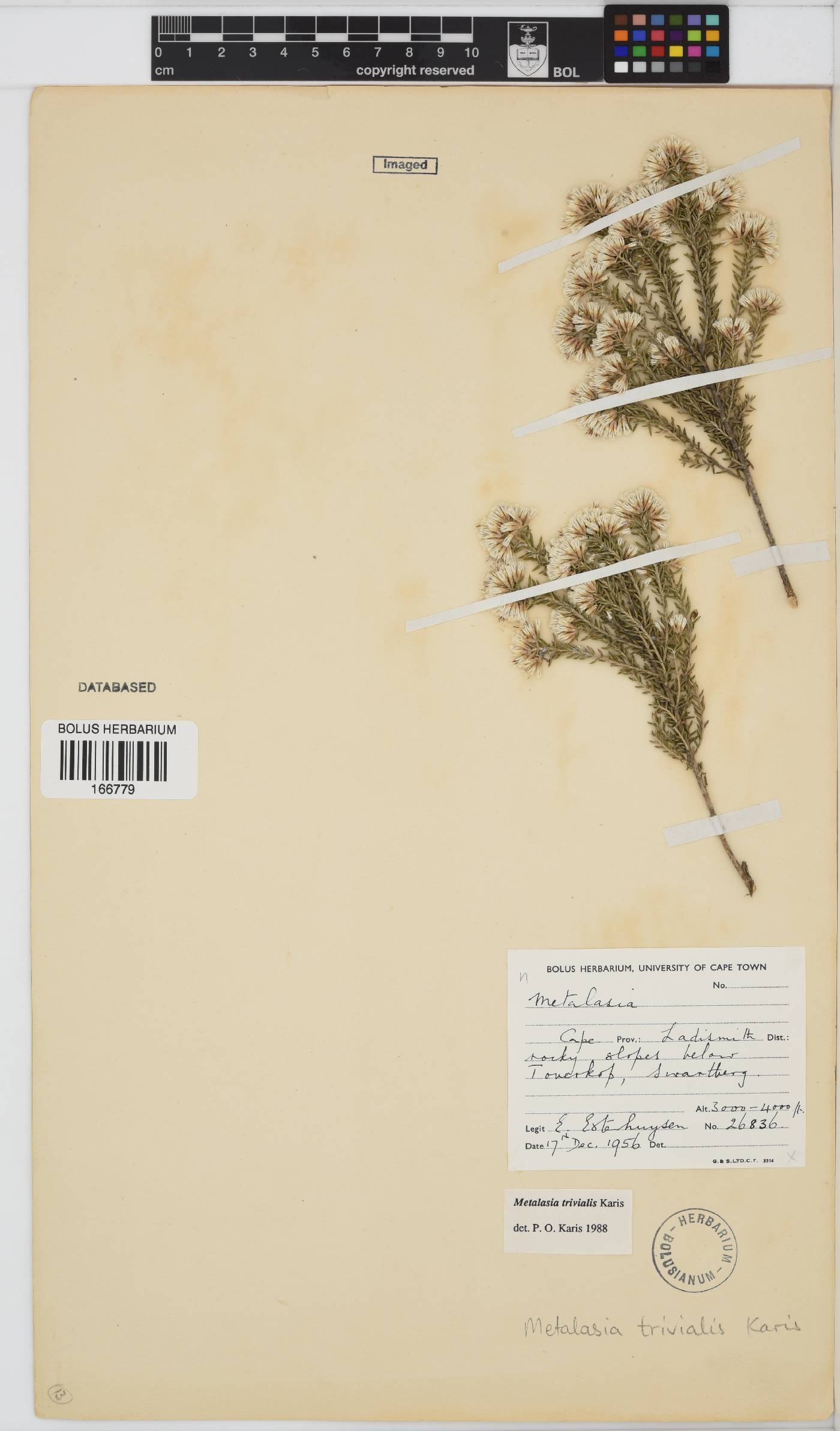 Metalasia trivialis image