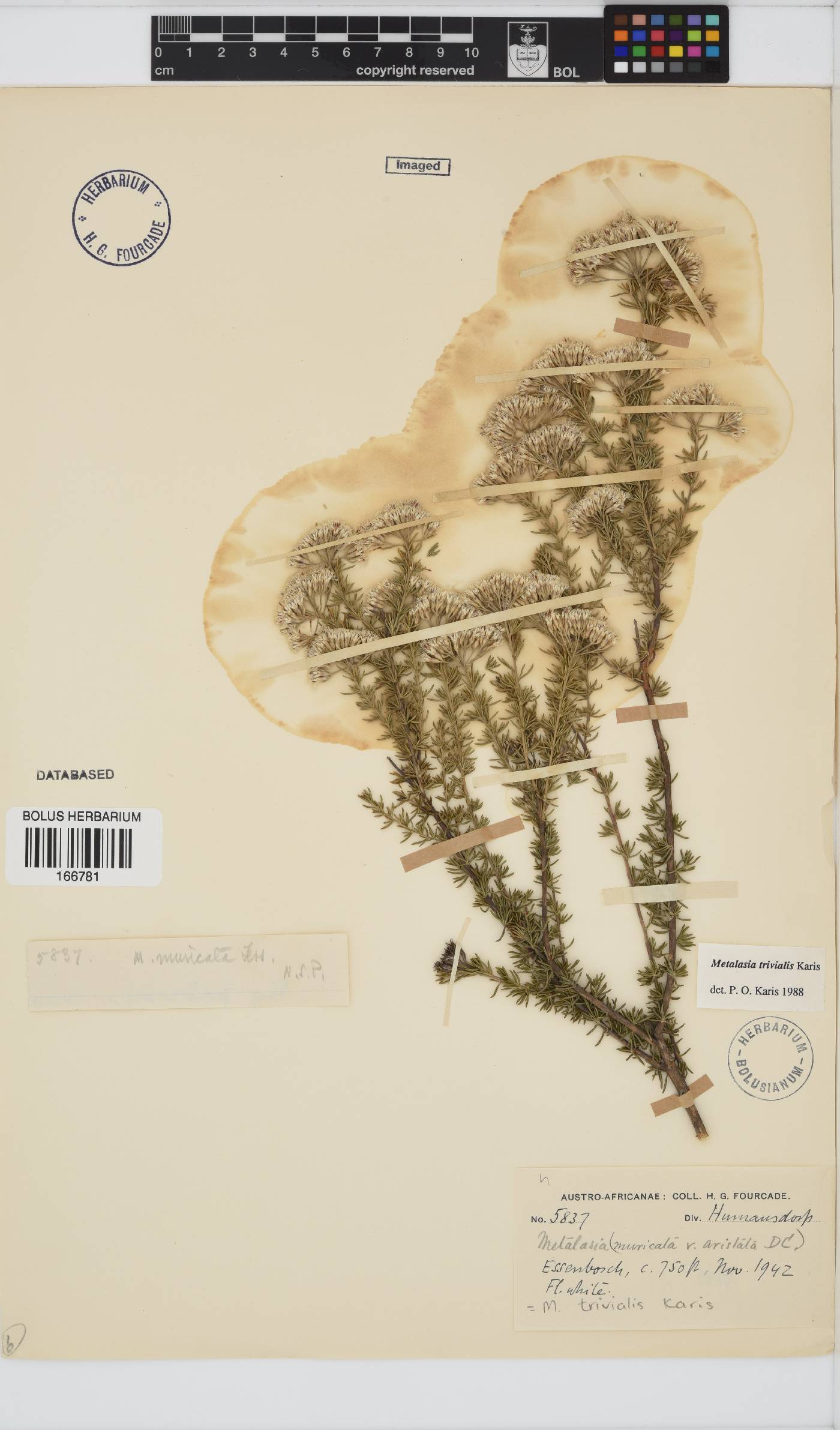 Metalasia trivialis image