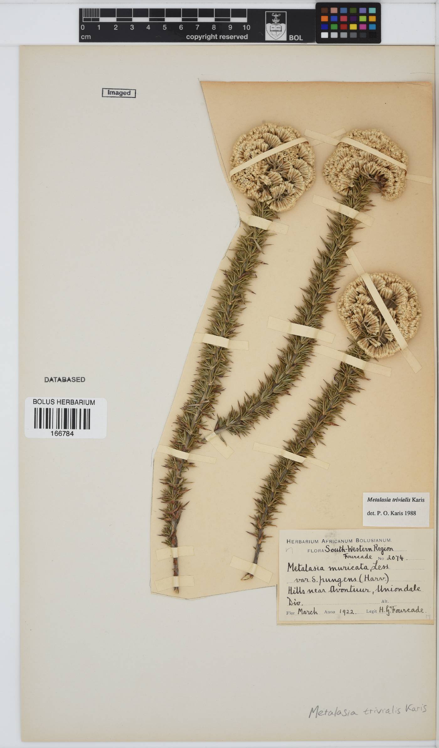Metalasia trivialis image