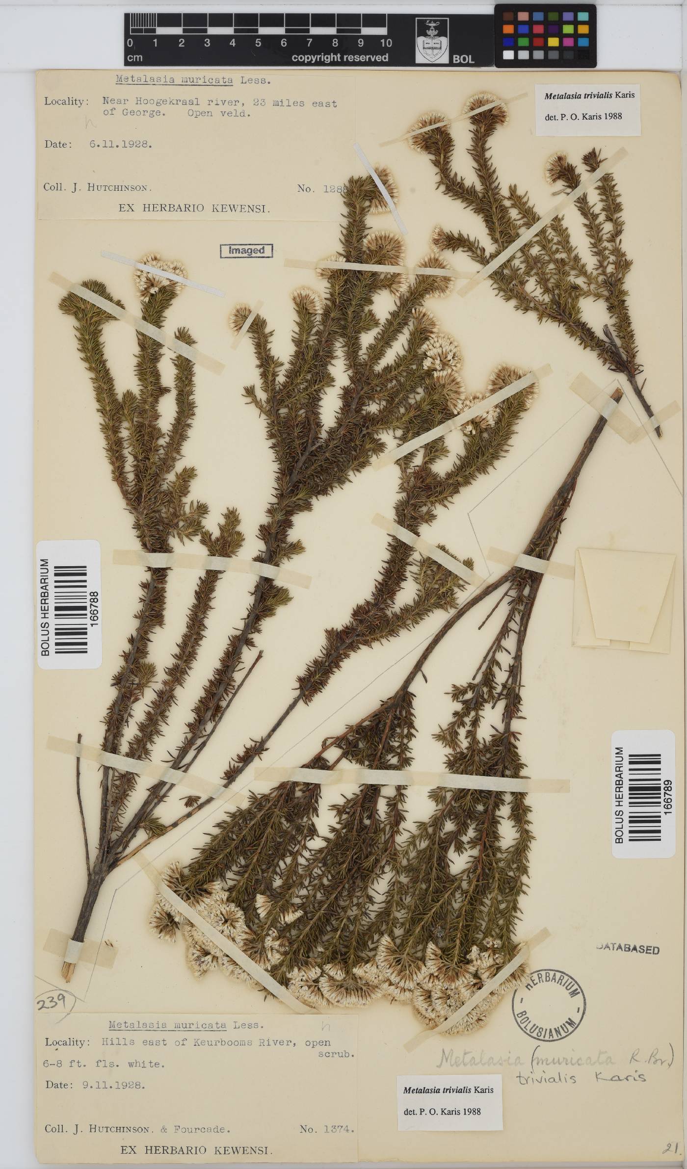 Metalasia trivialis image