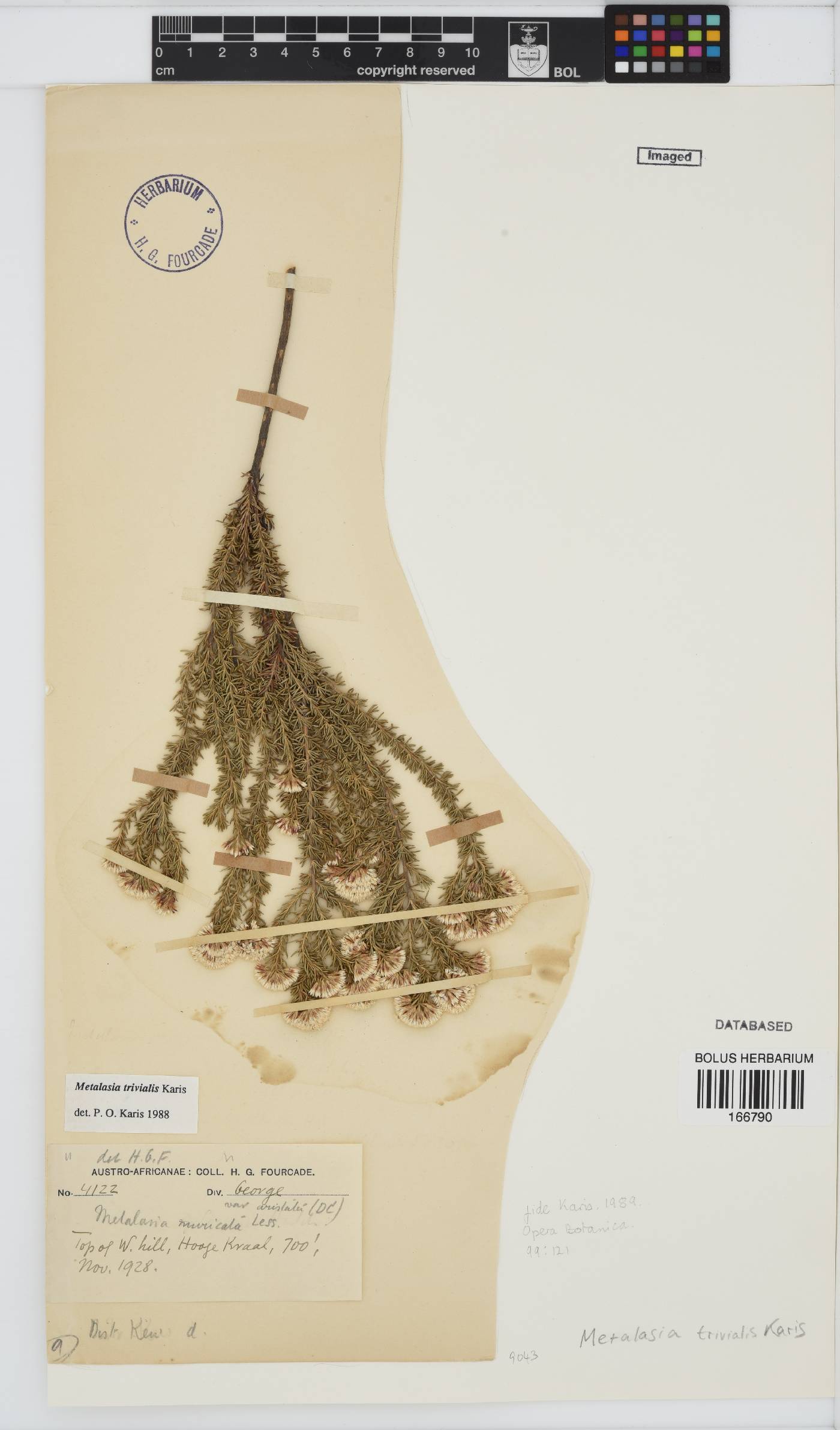 Metalasia trivialis image