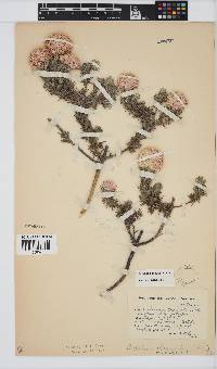 Metalasia muraltiifolia image
