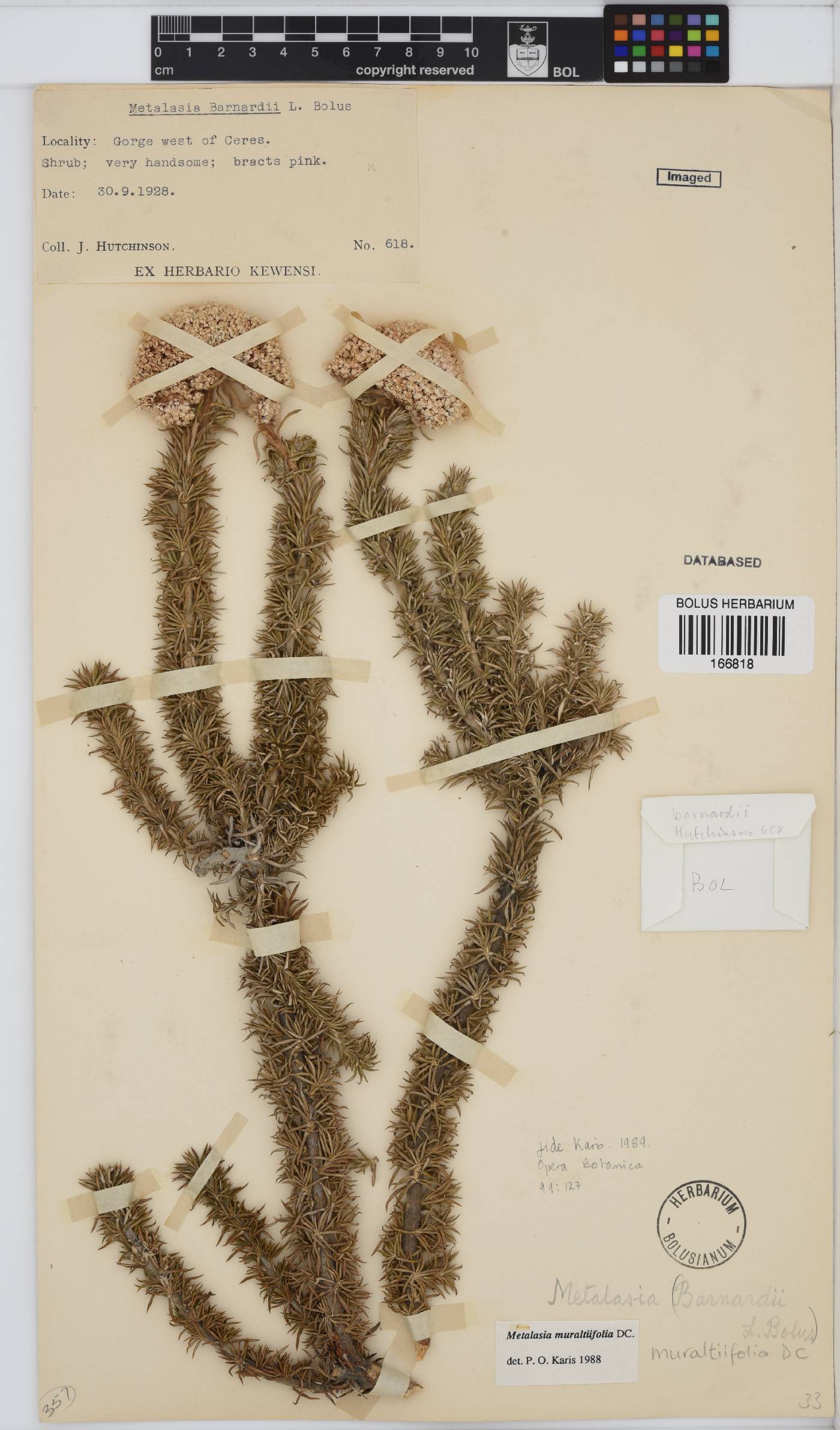 Metalasia muraltiifolia image