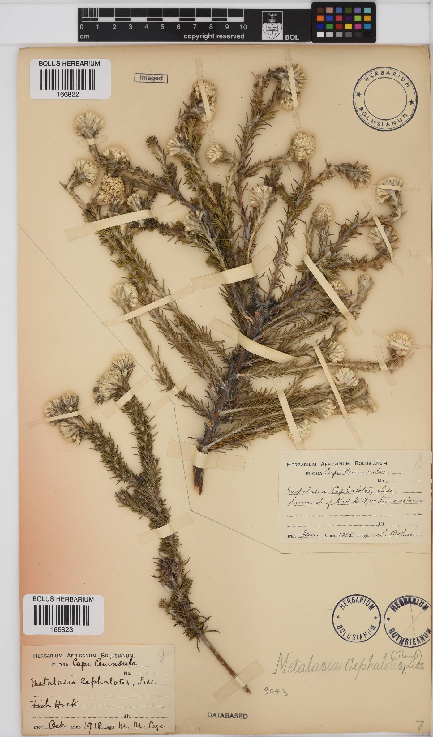 Metalasia cephalotes image