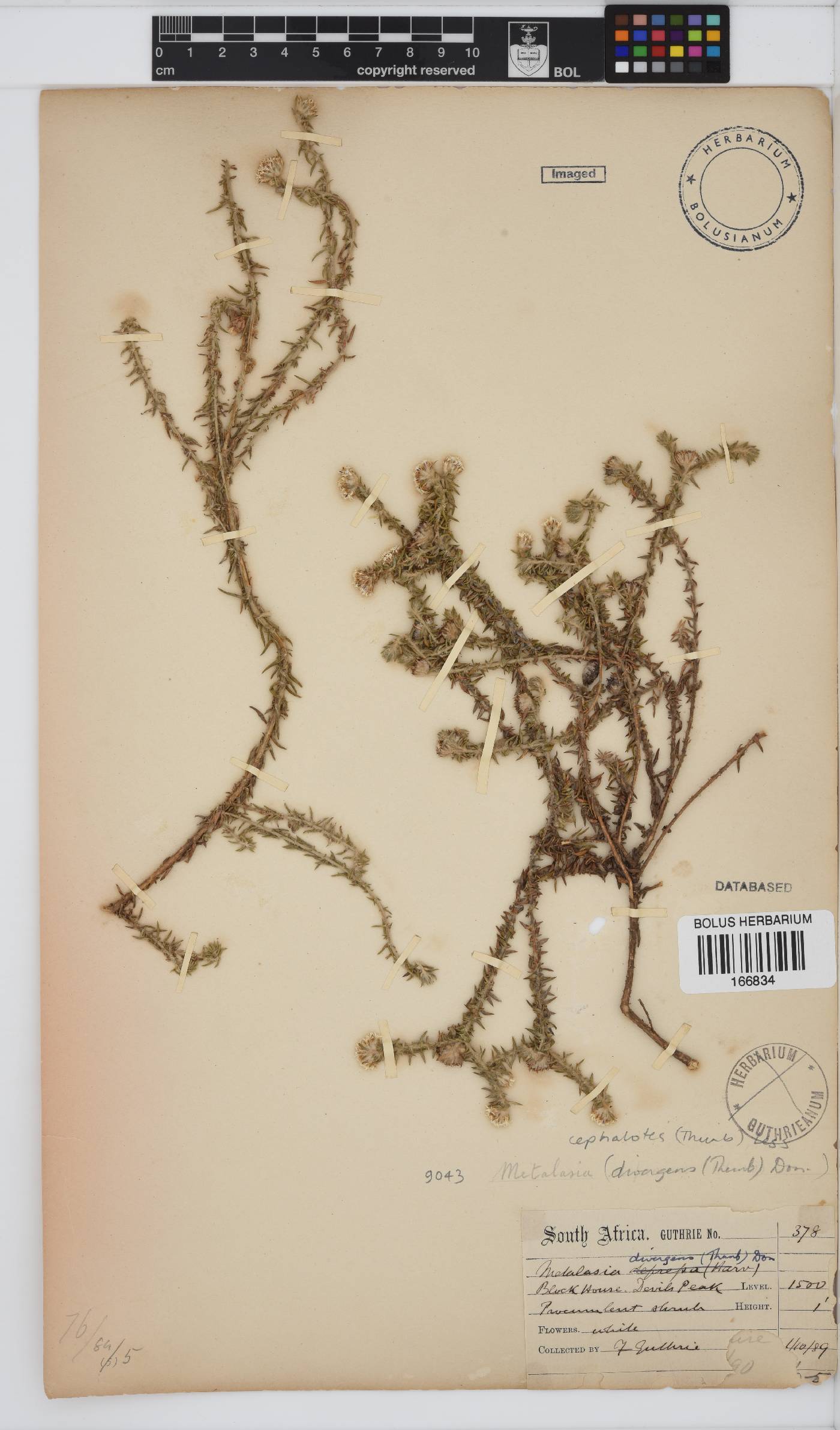 Metalasia cephalotes image