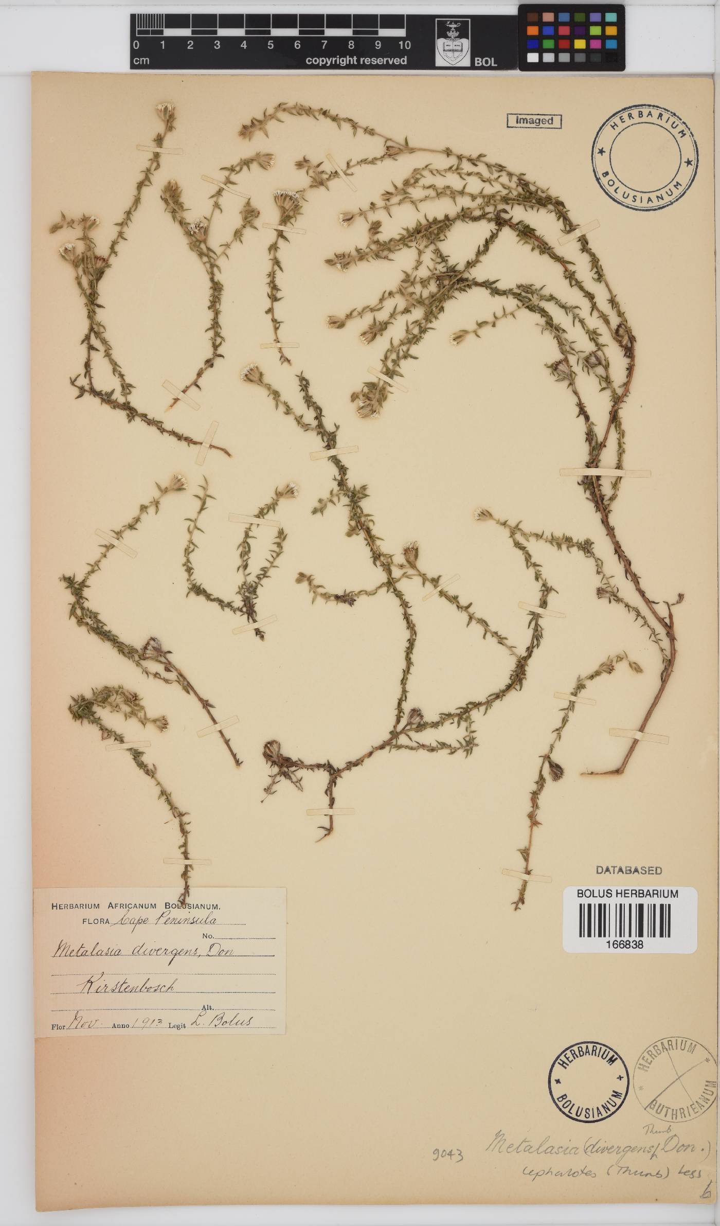 Metalasia cephalotes image