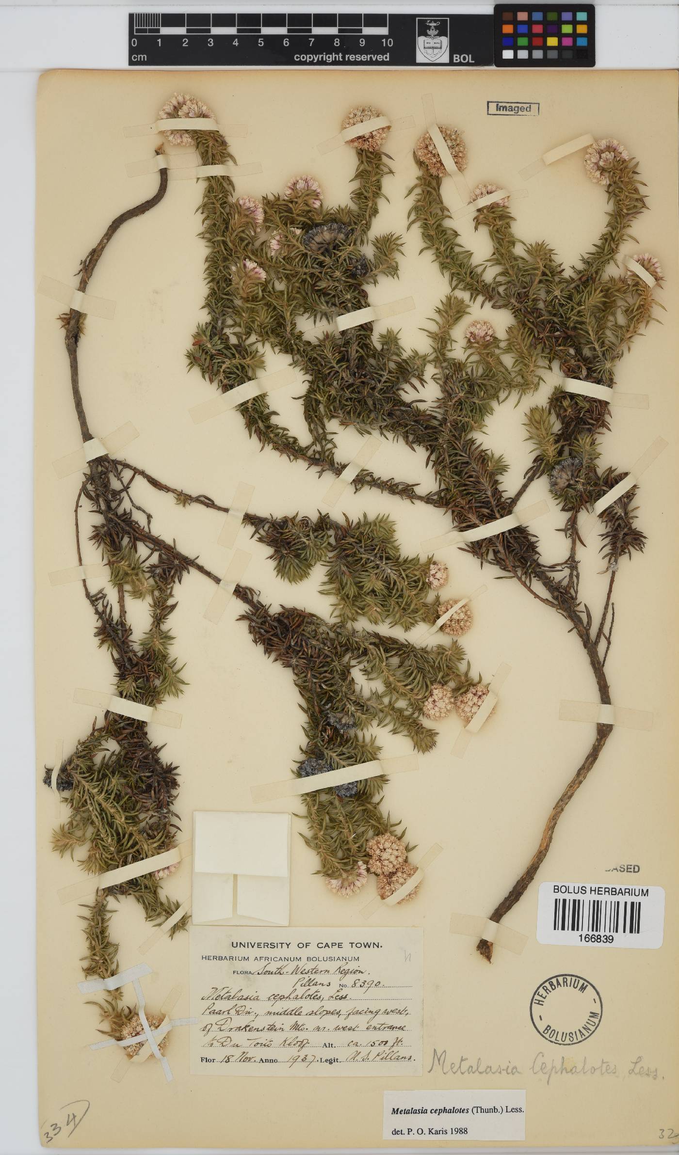 Metalasia cephalotes image